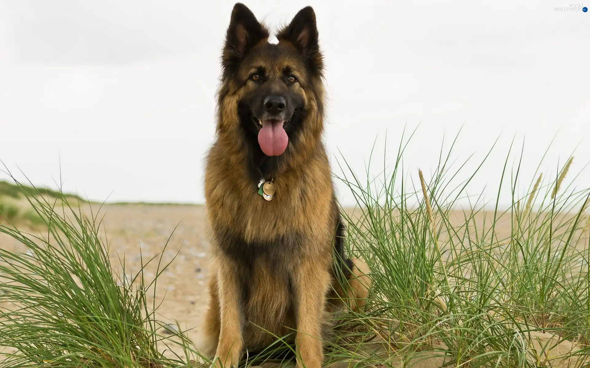 Plants, Beaches, sheep-dog, german