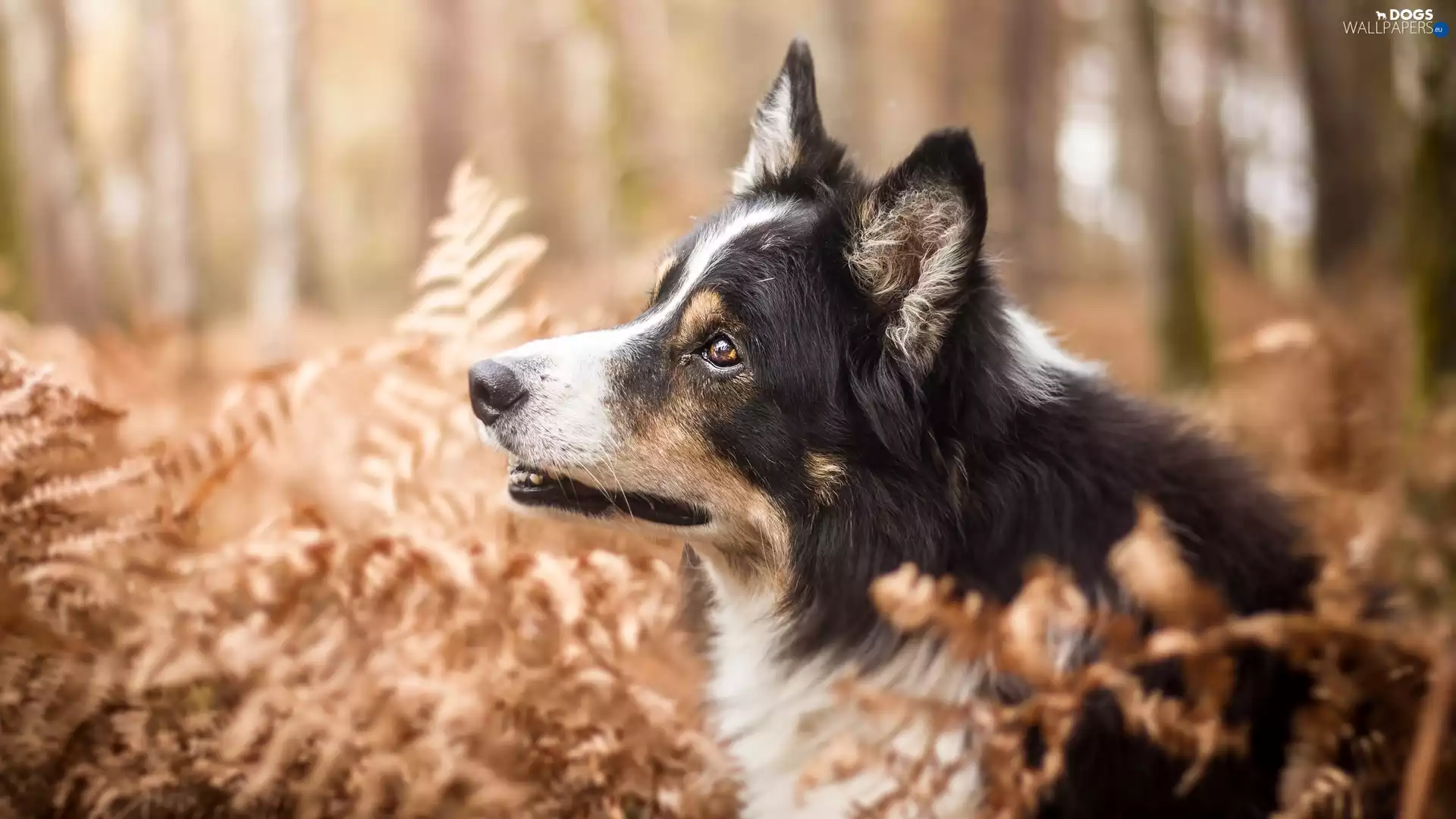 dog, Plants, fern, Border Collie