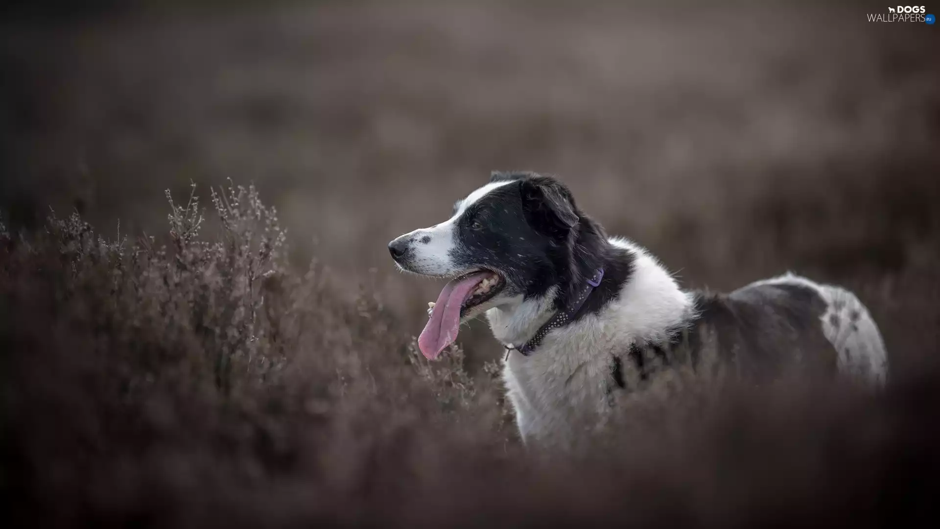 muzzle, dog, Meadow, Plants, tongue, Border Collie