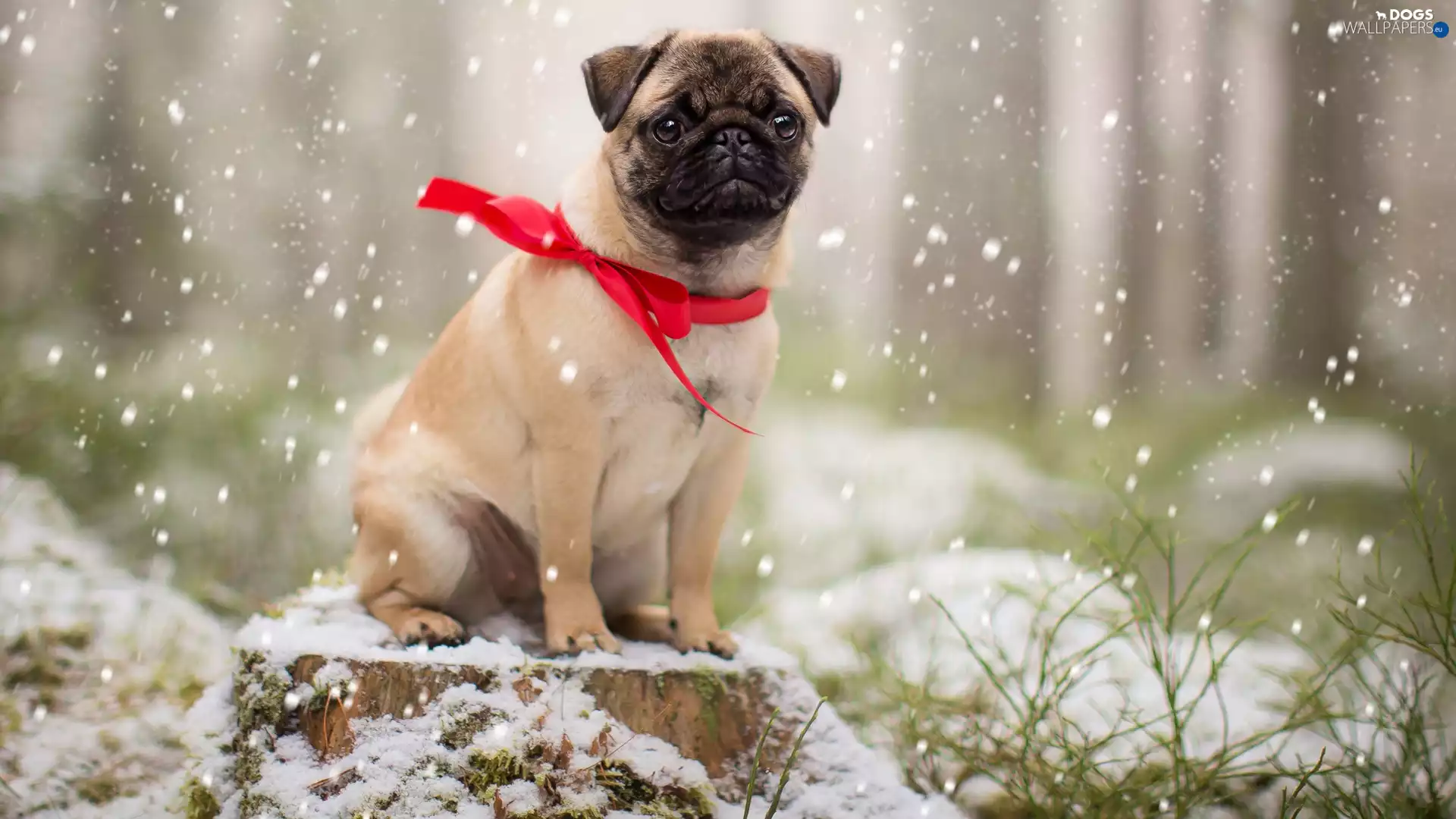 trunk, dog, snow, Plants, Loop, pug