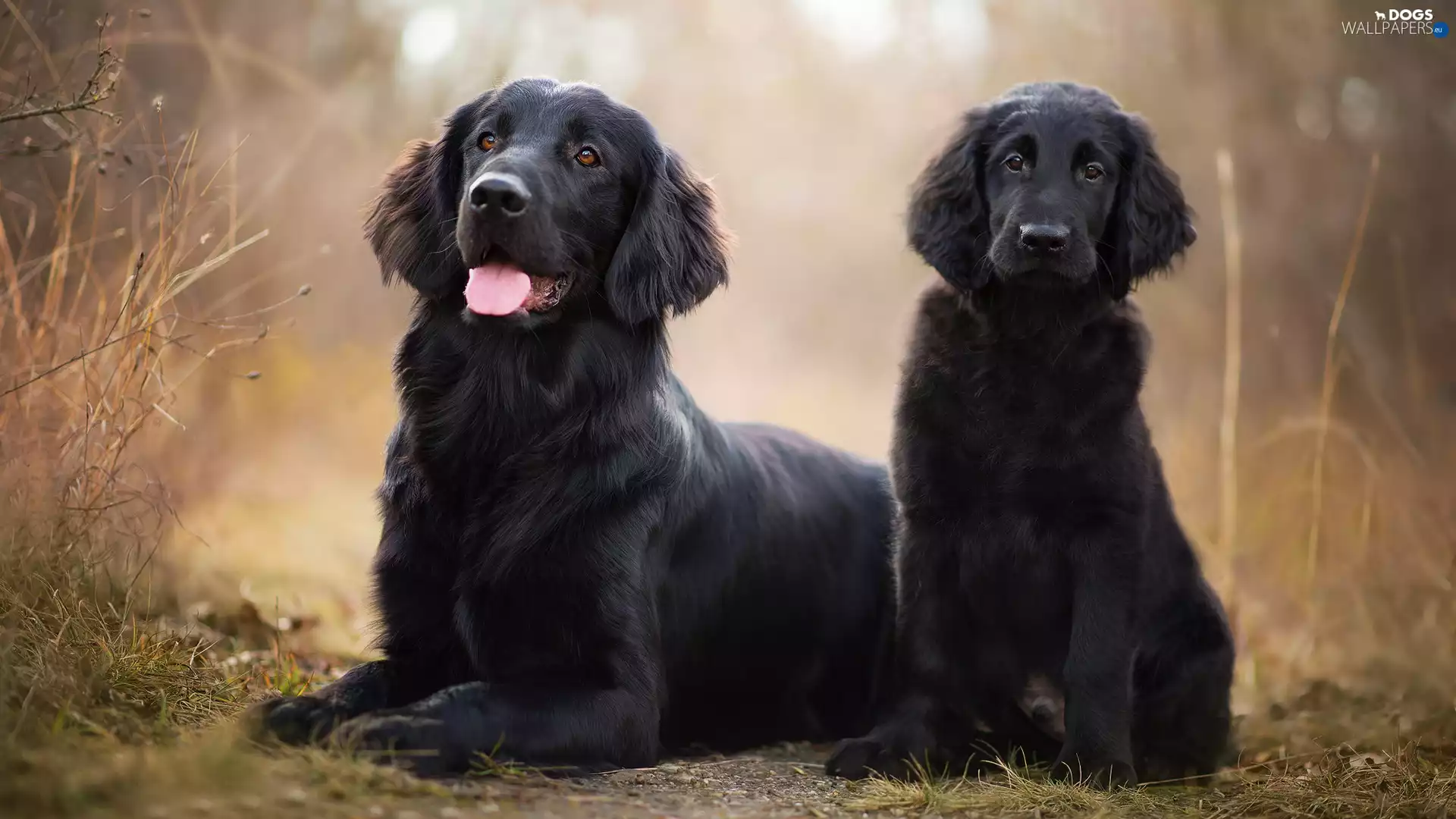 Flat coated retriever, Plants, adult, Puppy, dog