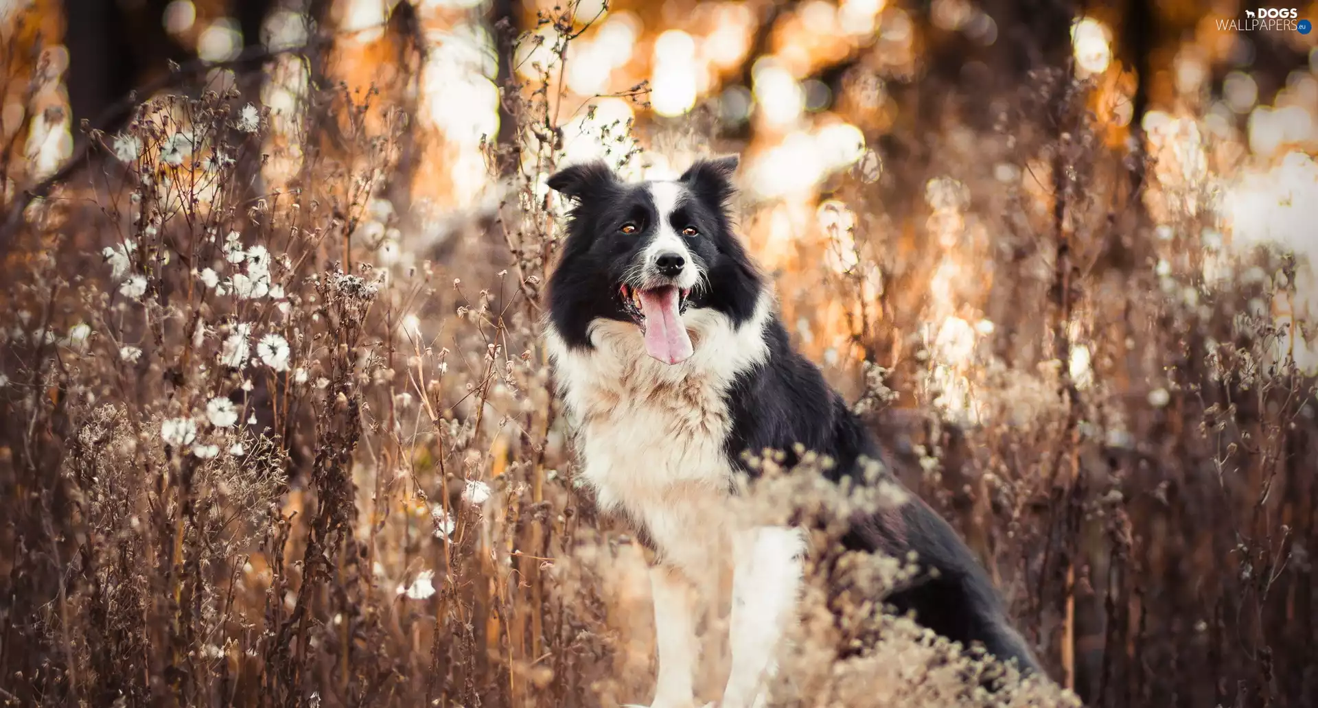 Tounge, Border Collie, Plants