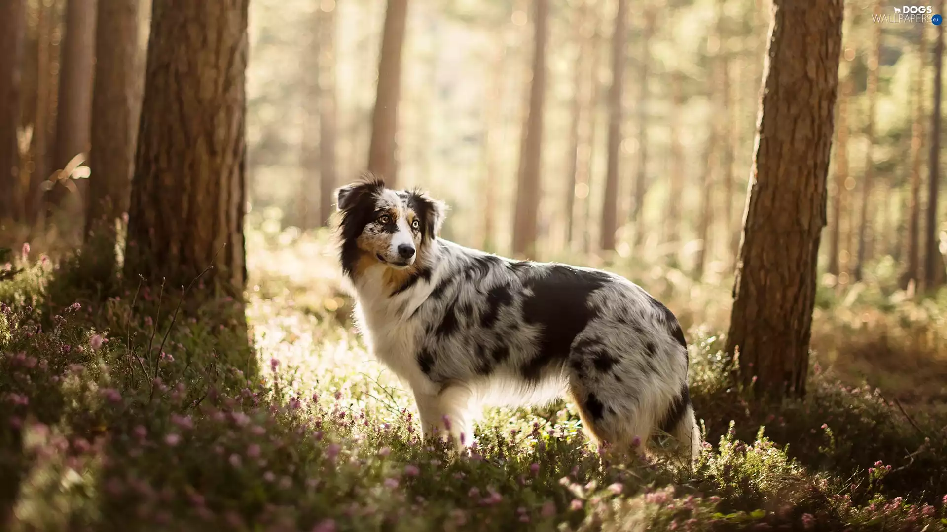 forest, dog, viewes, Plants, trees, Australian Shepherd