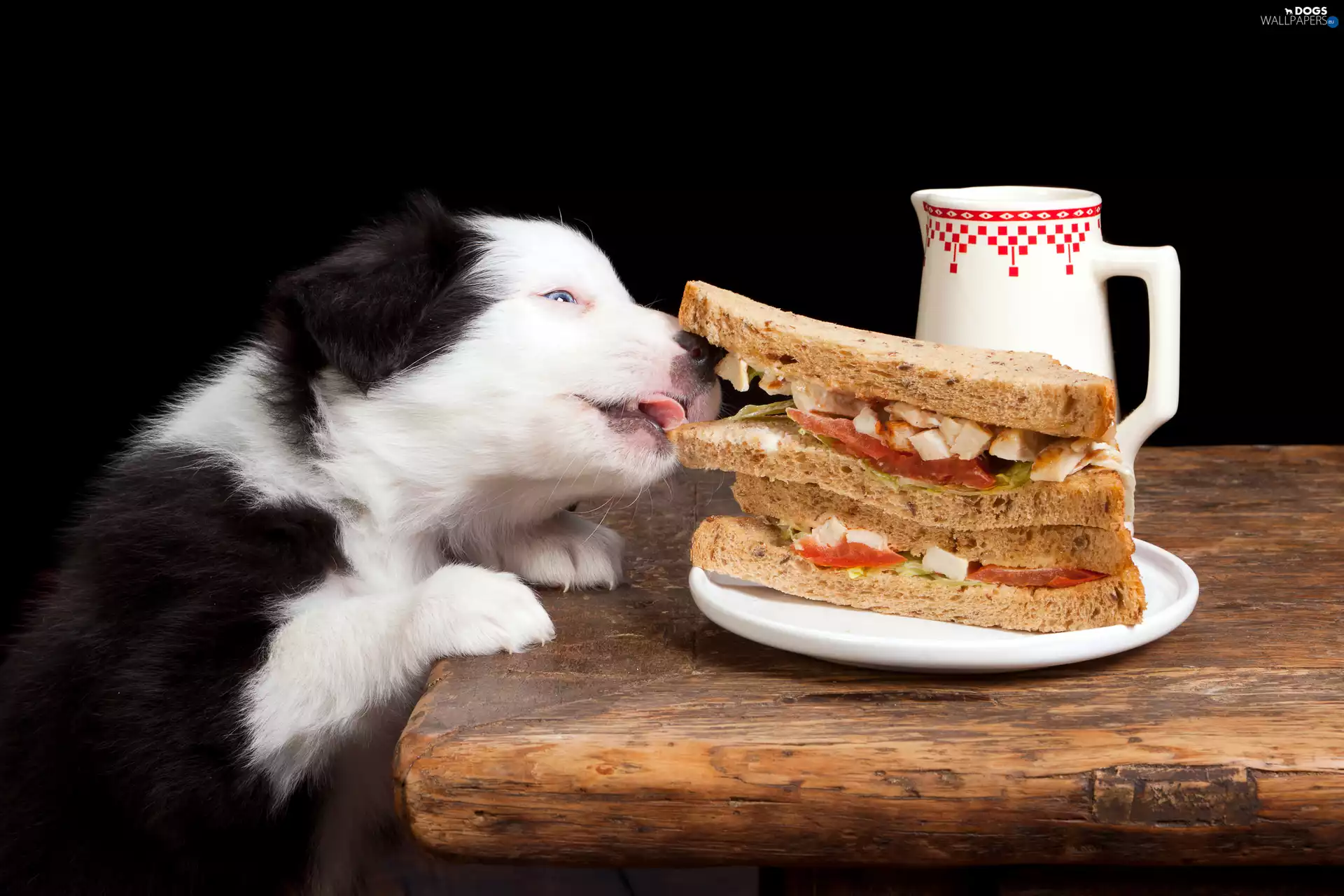 Border, Collie, jug, Table, sandwiches, Puppy, dog, plate