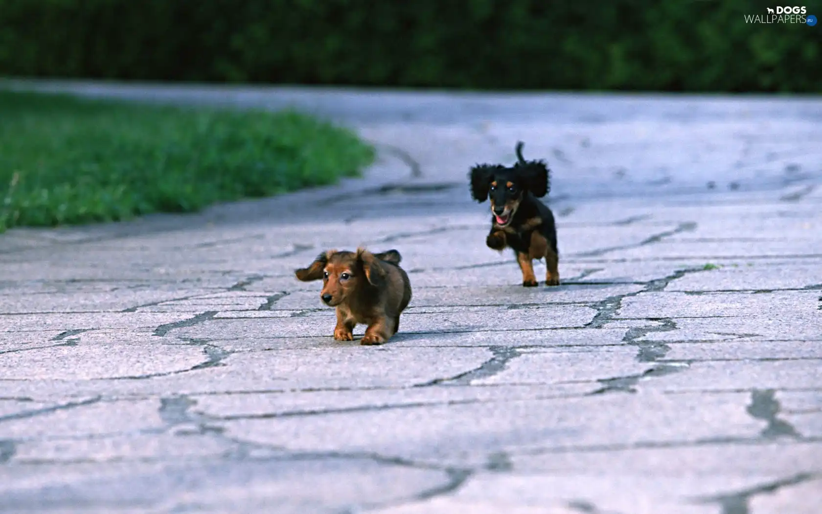 play, dachshunds