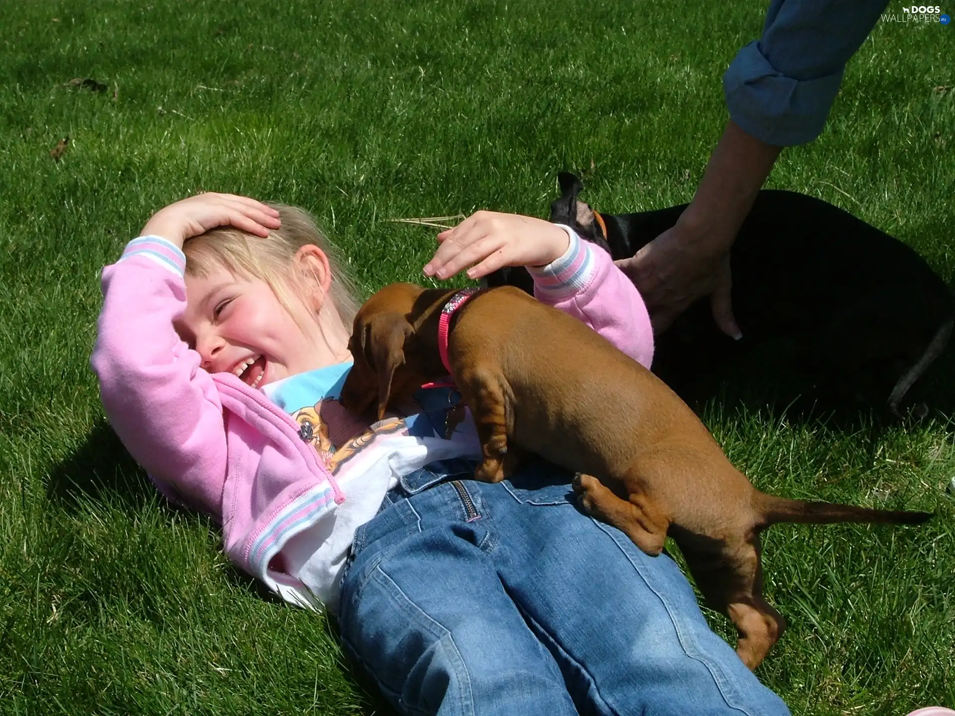 play, Cheerful, girl, dachshund