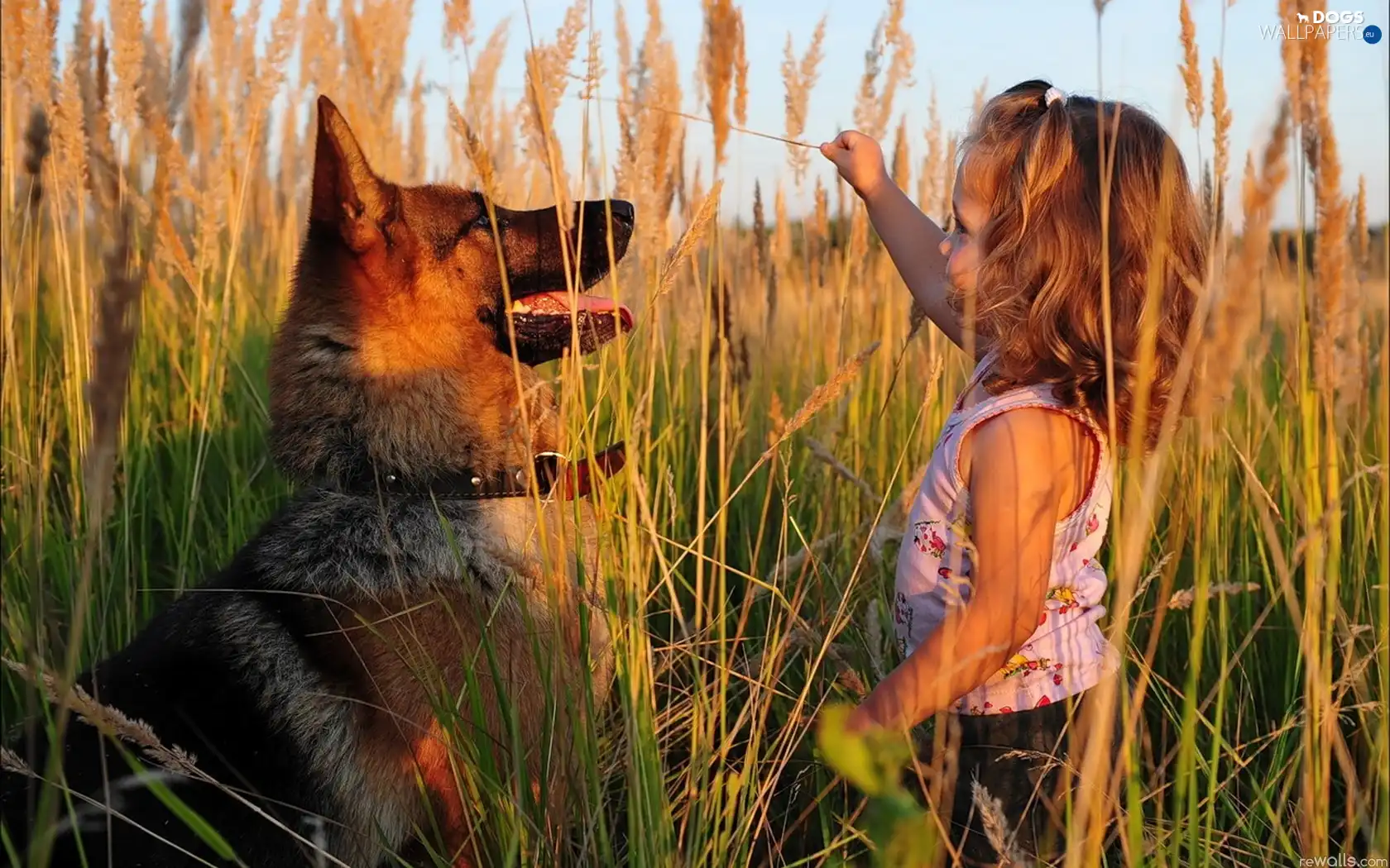 play, dog, girl, grass