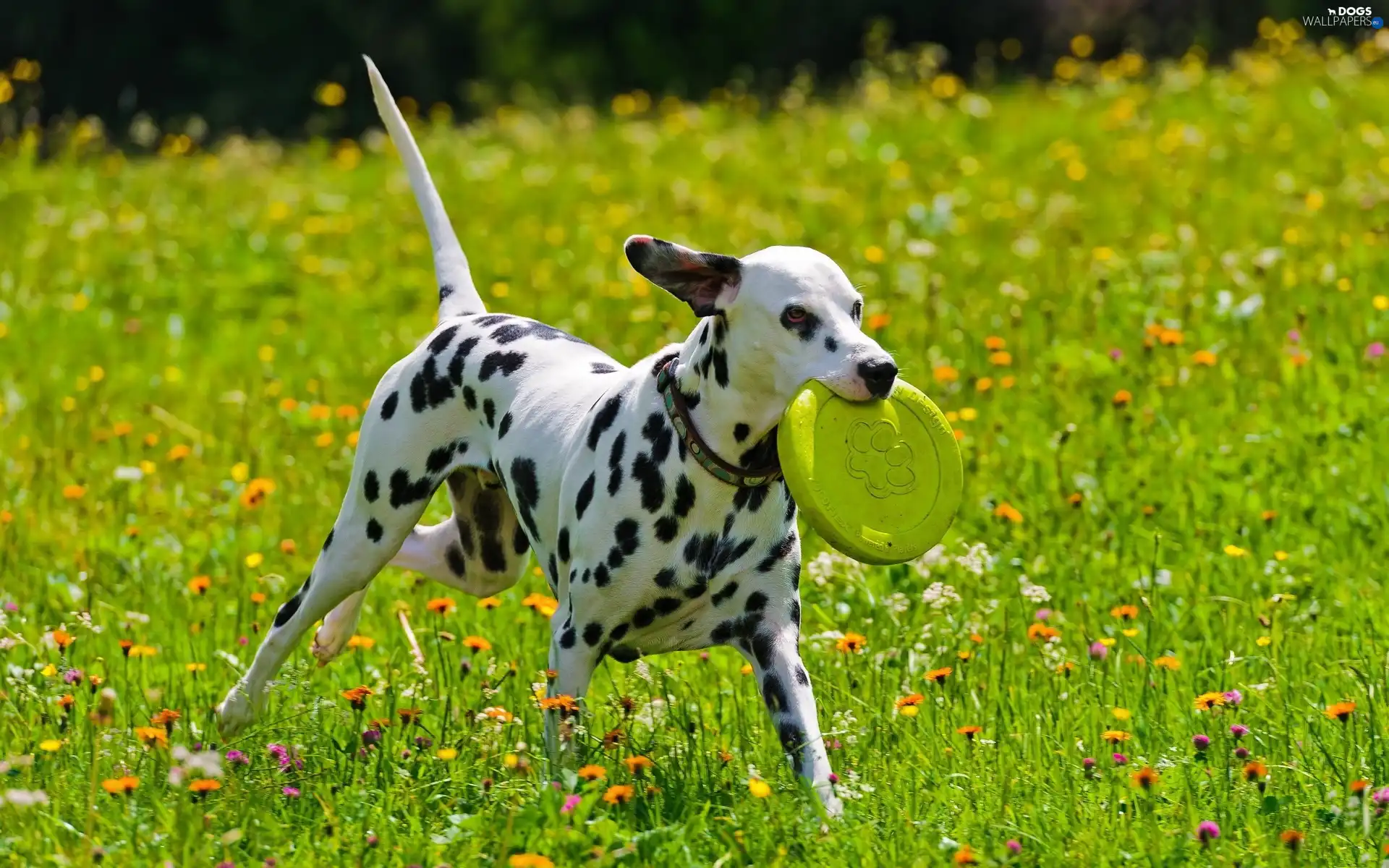 play, Dalmatian, Meadow, dog