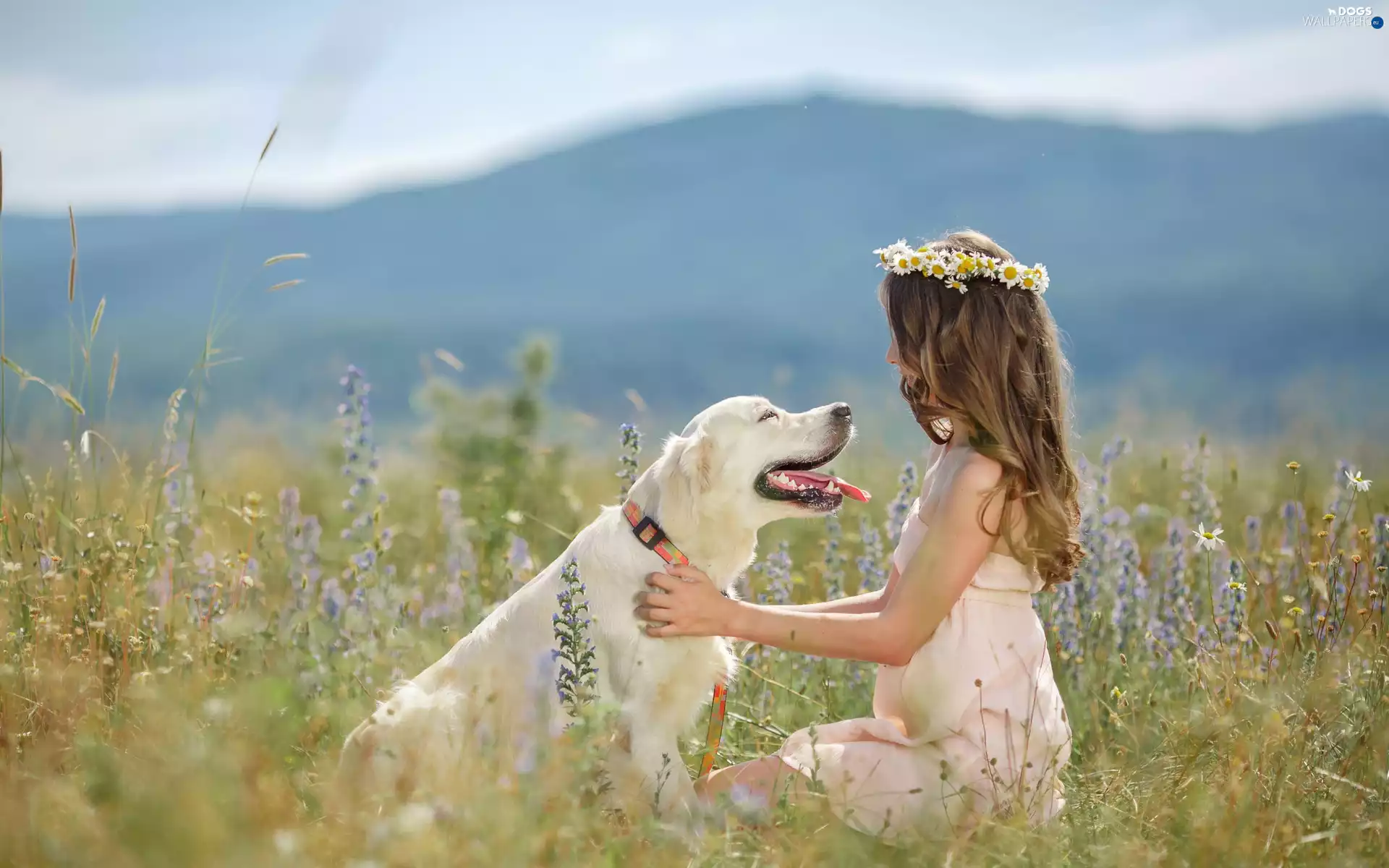 girl, dog, Meadow, play, wreath, Golden Retriever
