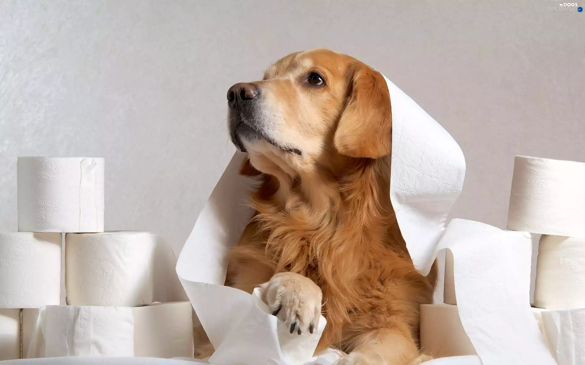 paper, Golden Retriever, play