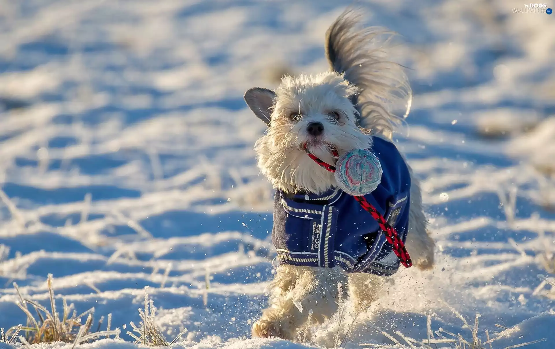 Puppy, Ball, snow, play