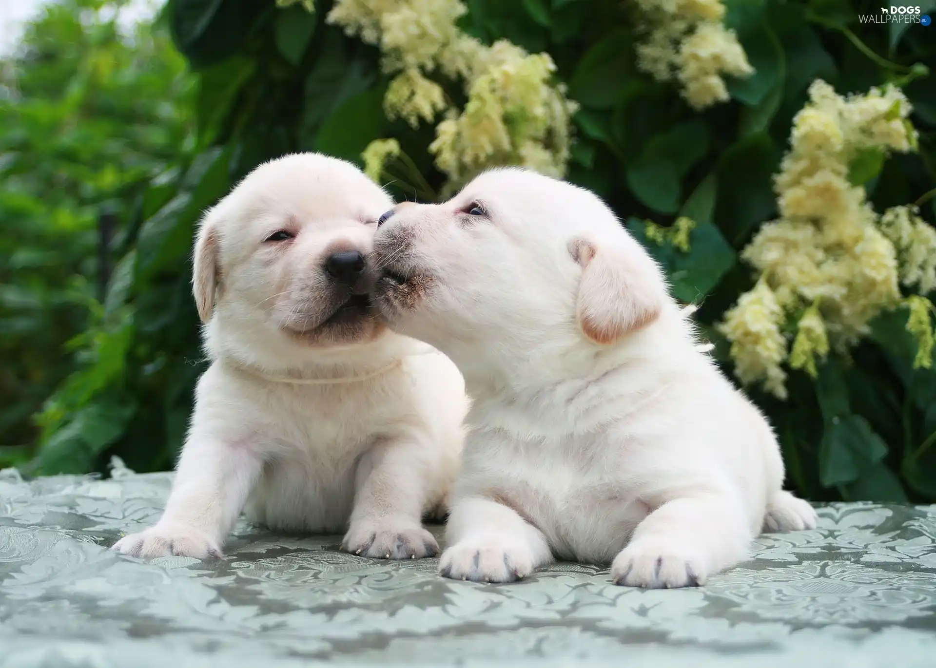 play, Labrador Retriever, Puppy