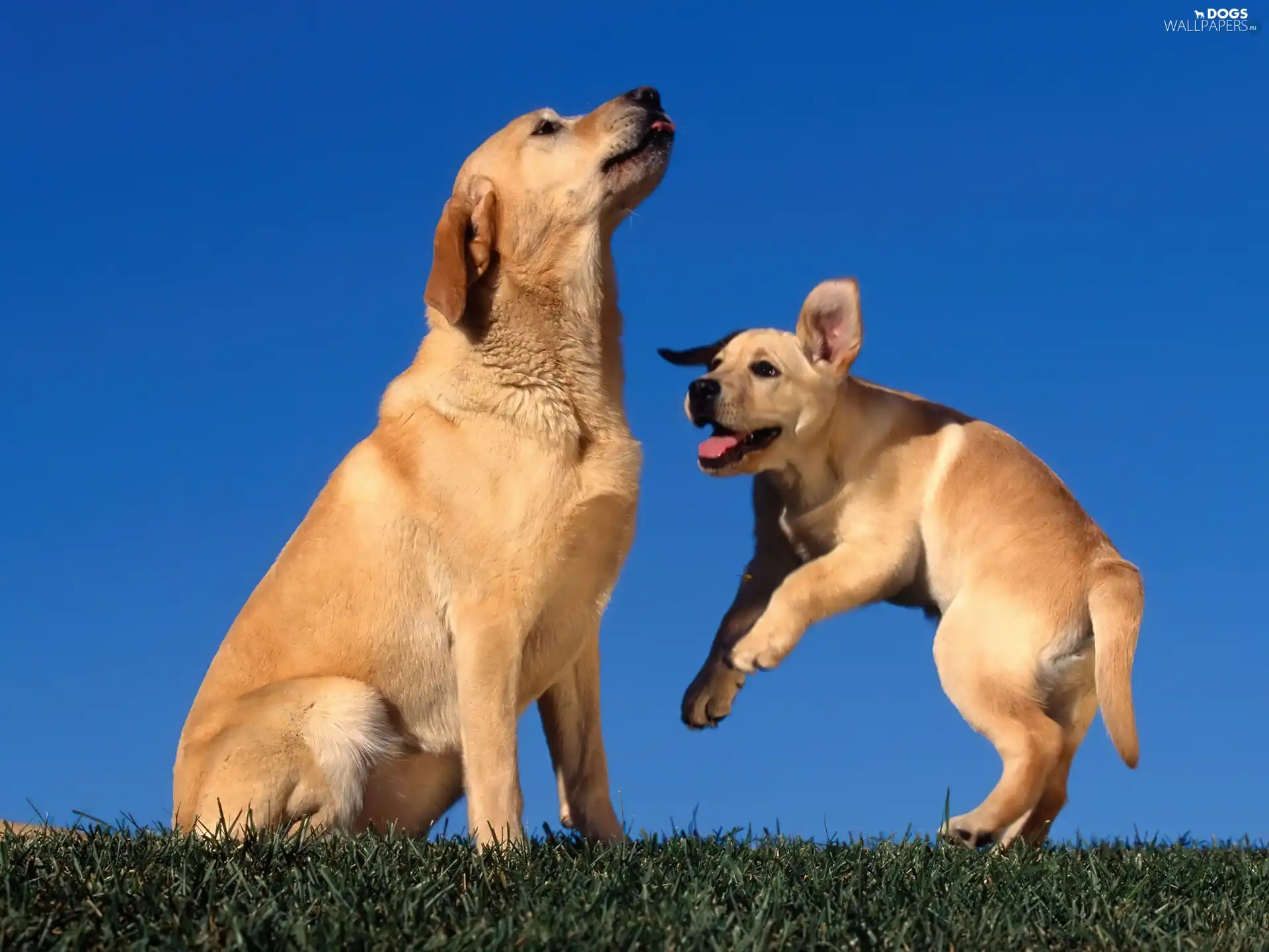 play, puppies, Two cars, red head