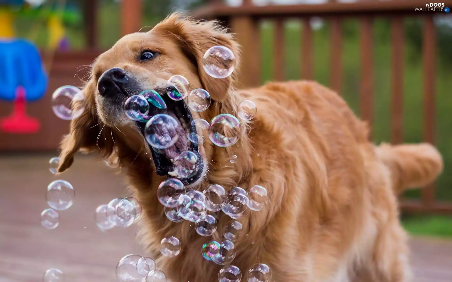 dog, interesting eyes, play, Golden Retriever