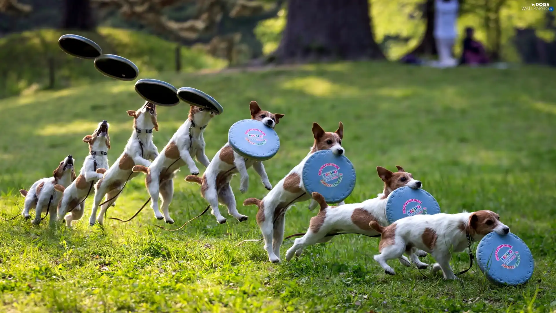 play, Jack Russell Terier