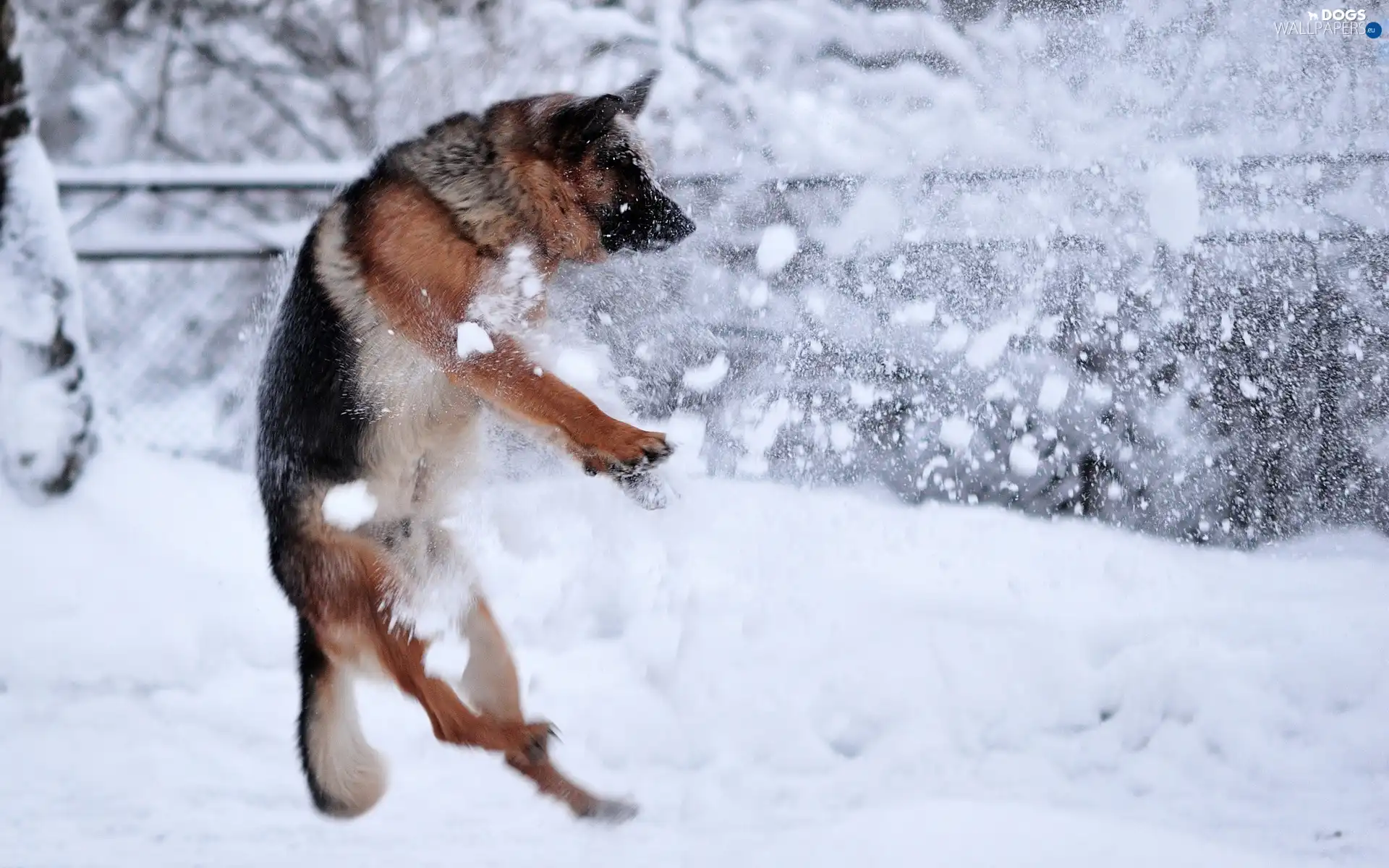 play, german, dog, sheep-dog