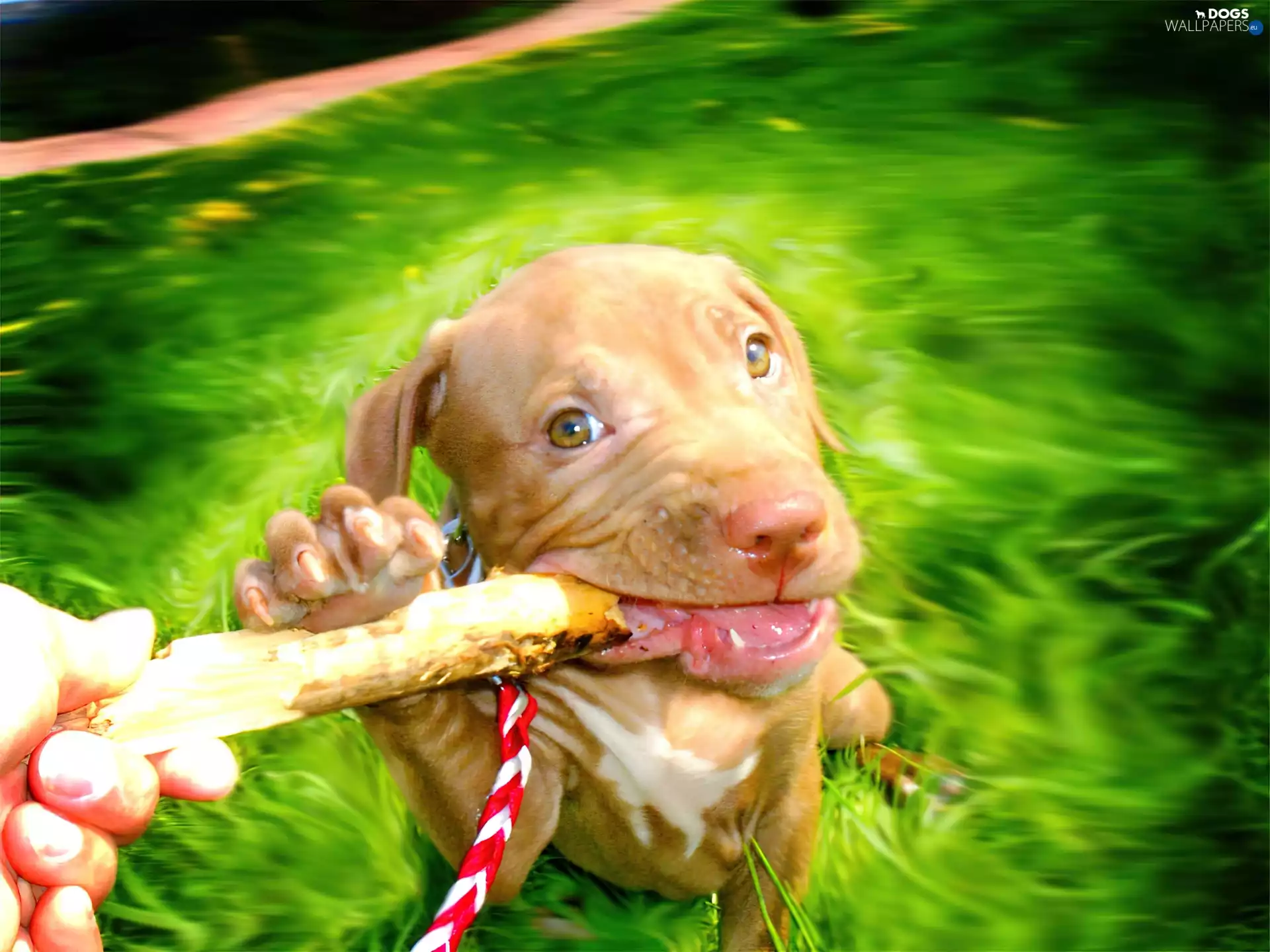 play, Amstaff, stick