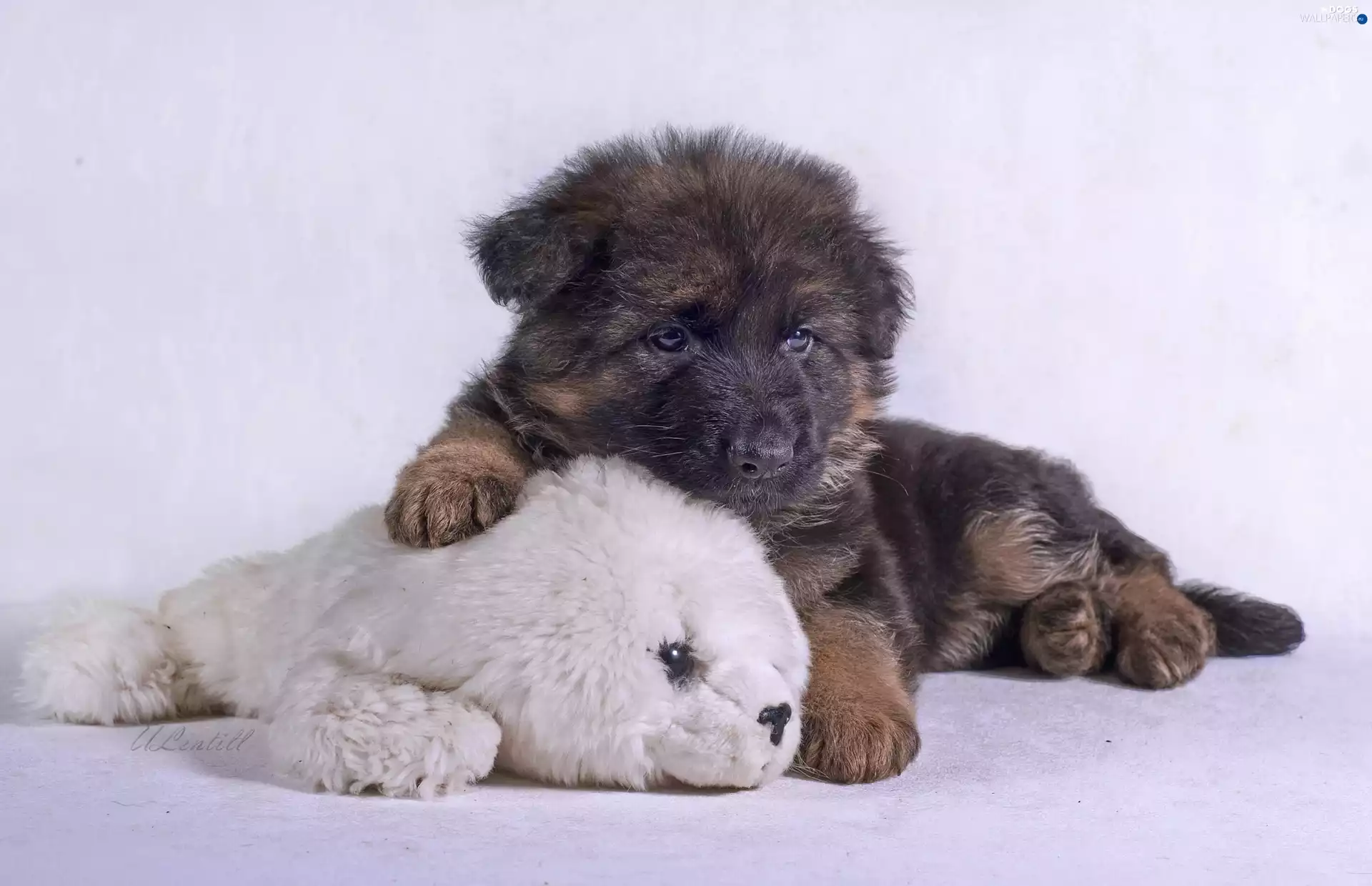 german, plush toy, sheep-dog
