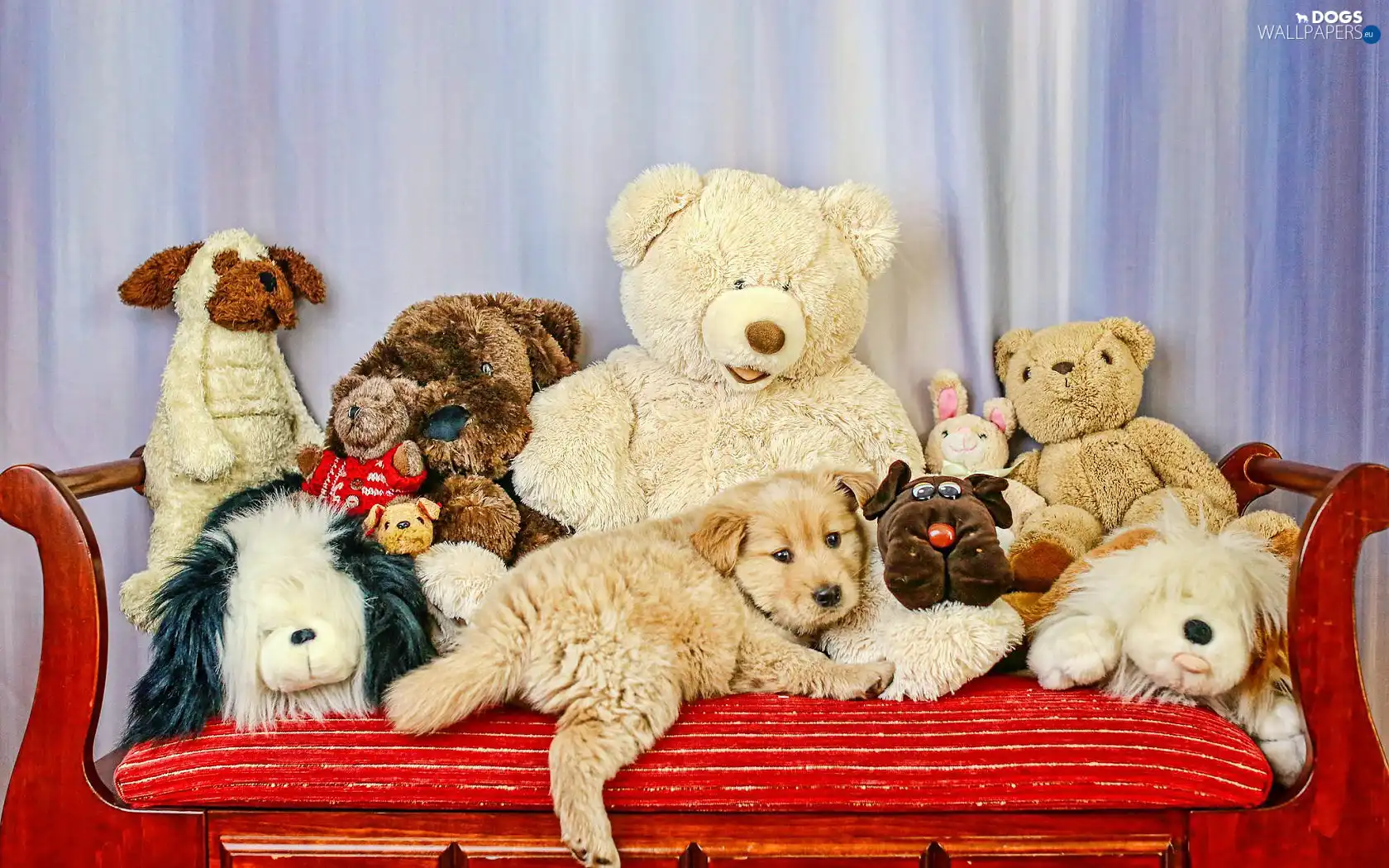 plushies, toys, dog, Puppy
