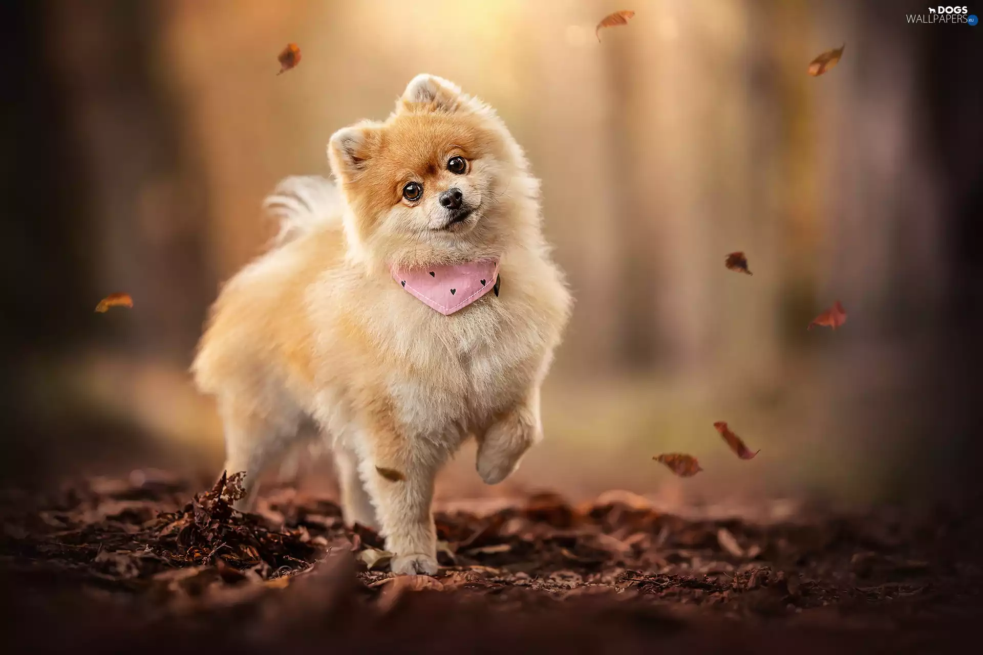 Leaf, point, dog-collar, dog