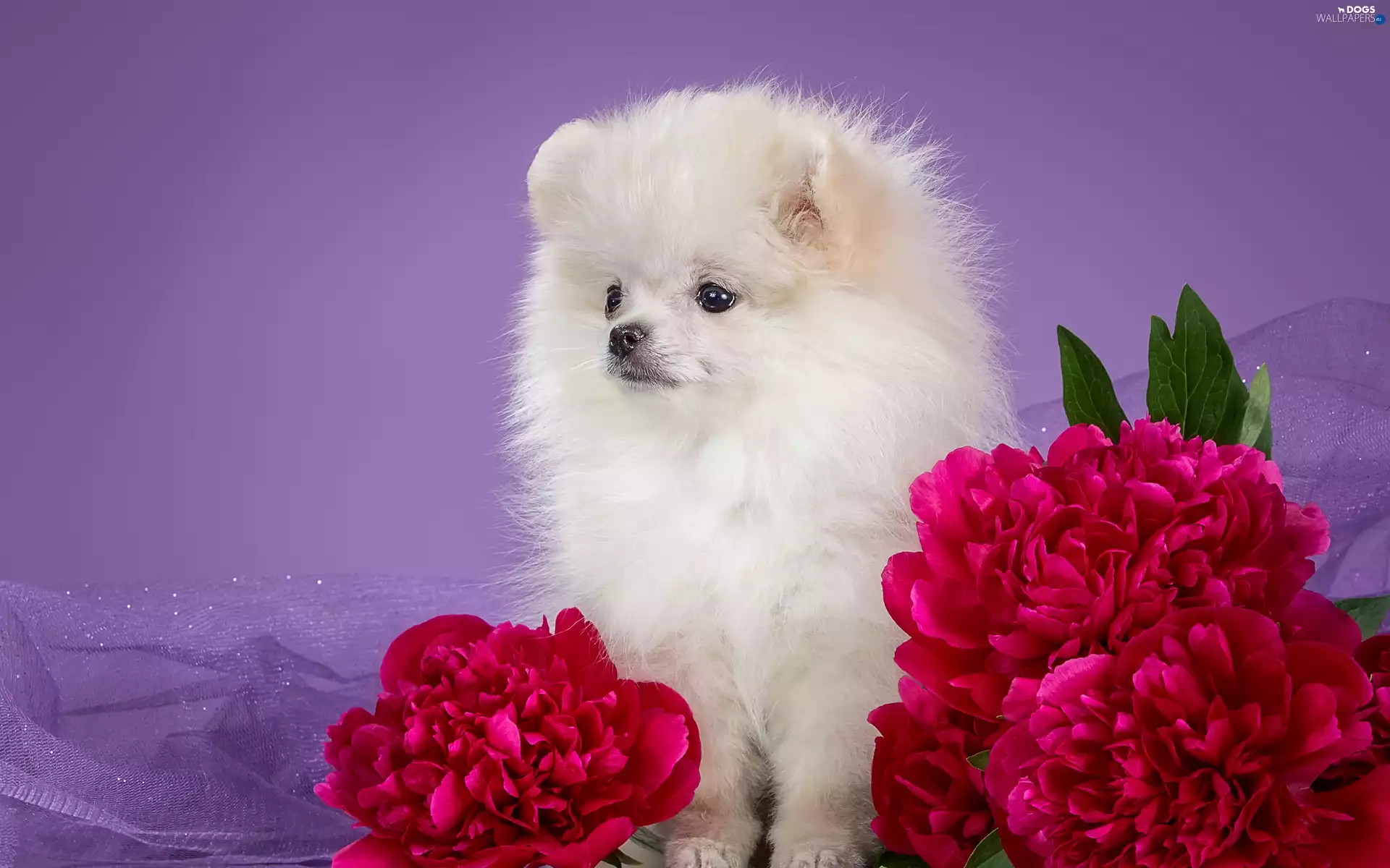 dog, Puppy, Peonies, point