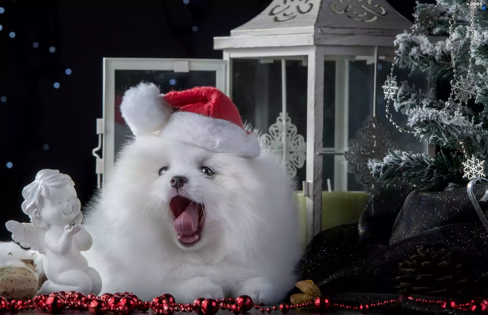 doggy, Hat, Nicholas, point