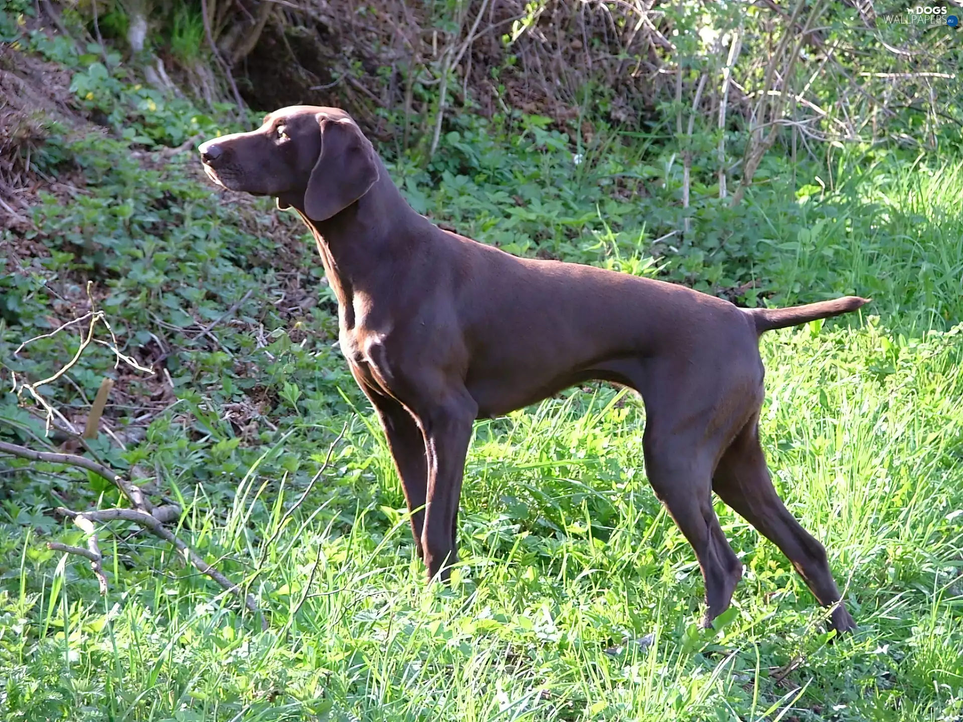 Brown, German Shorthaired Pointer
