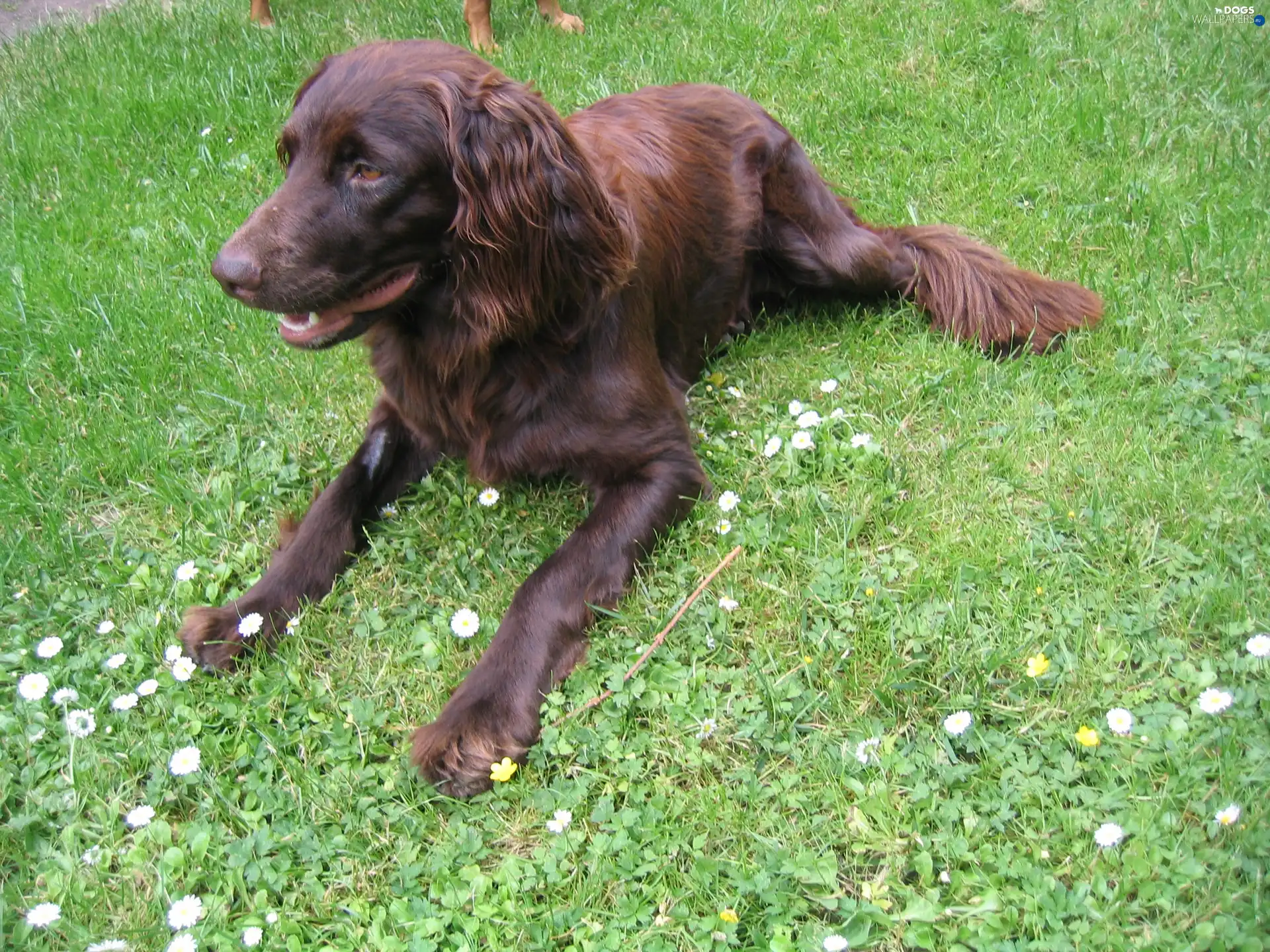 Pointer German Shepherd Dog, Brown