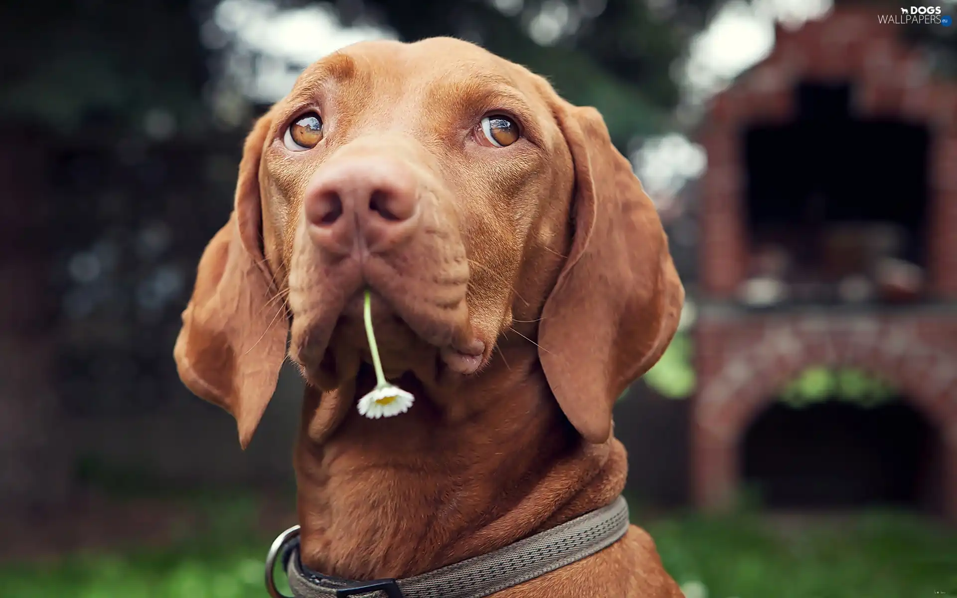Flower, pointer, dog