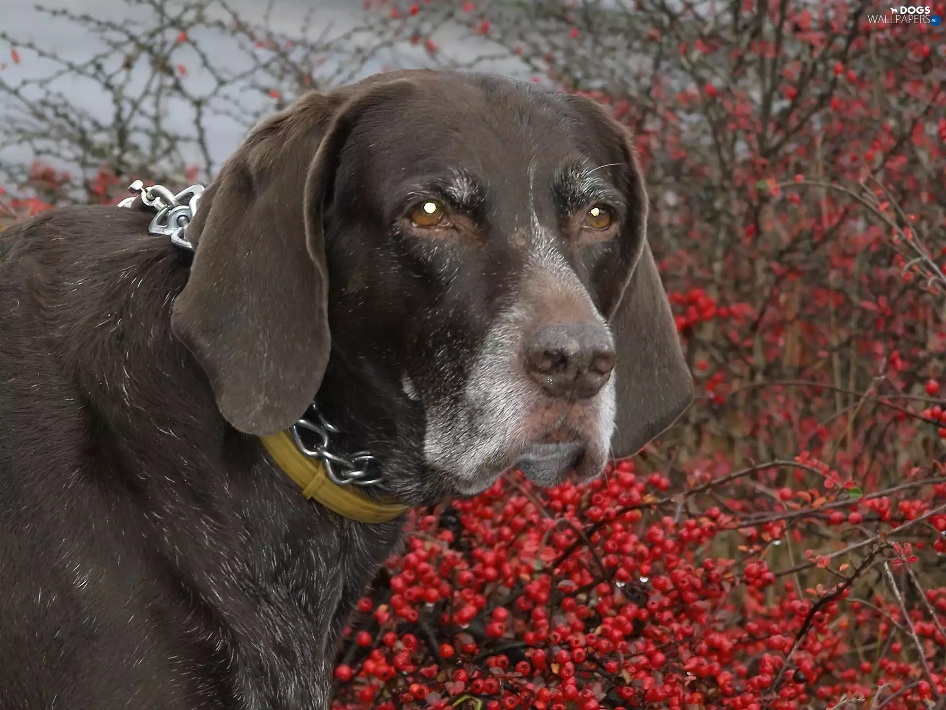 Plant, German Shorthaired Pointer, red hot