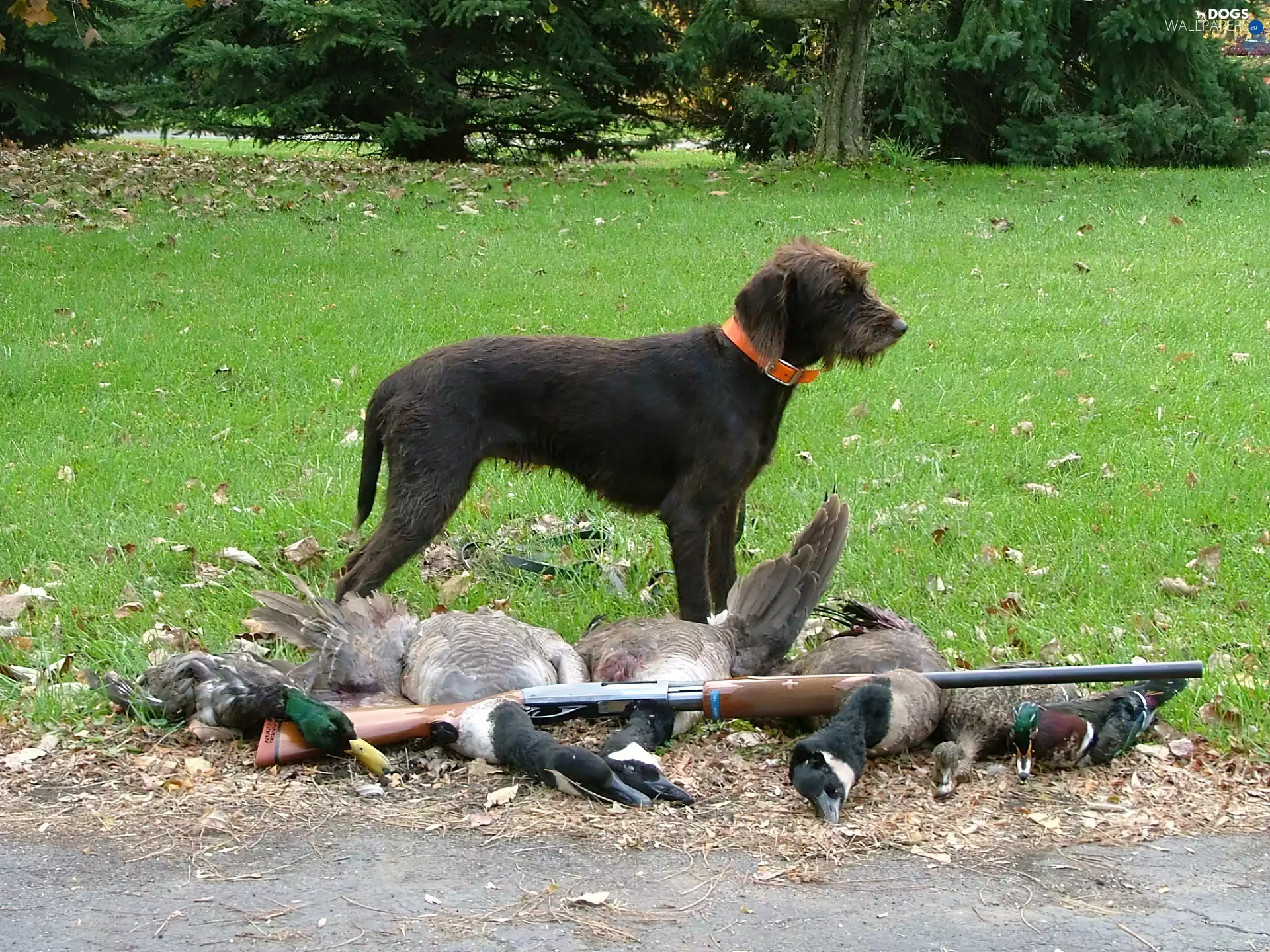Poodle Pointer, killed, ducks, gun