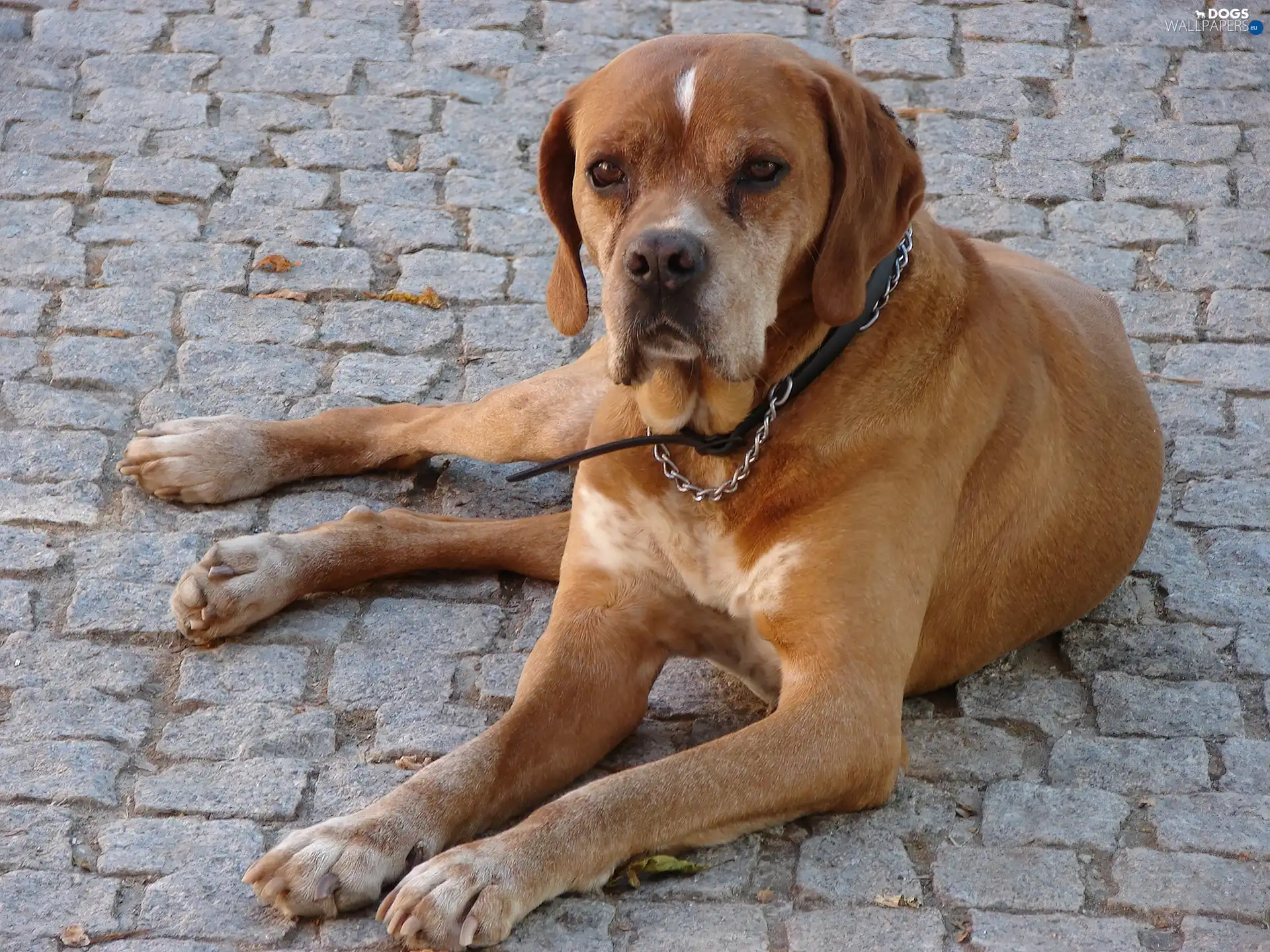 Portuguese pointer, lying