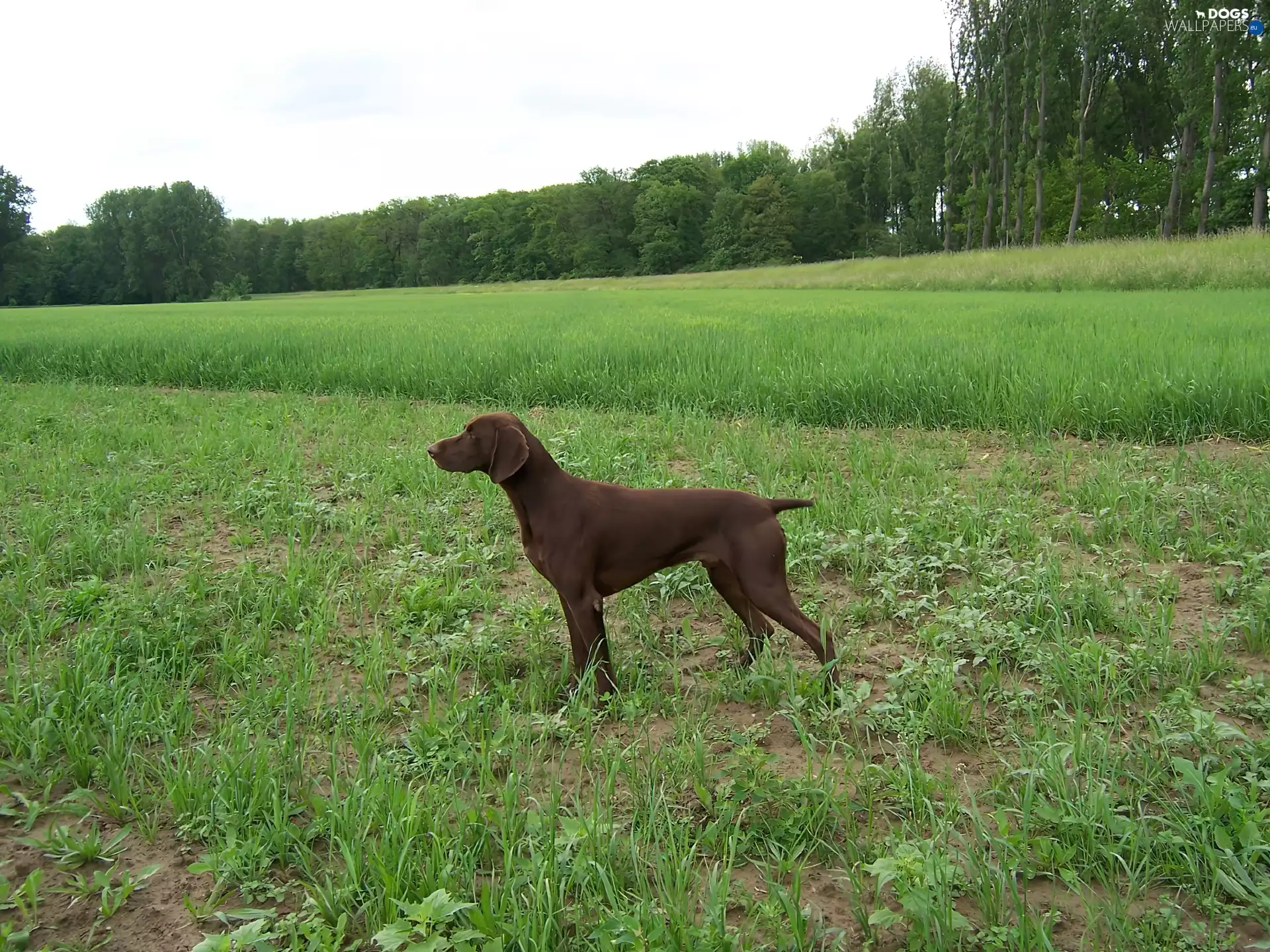 Green, Brown, trees, viewes, grass, German Shorthaired Pointer