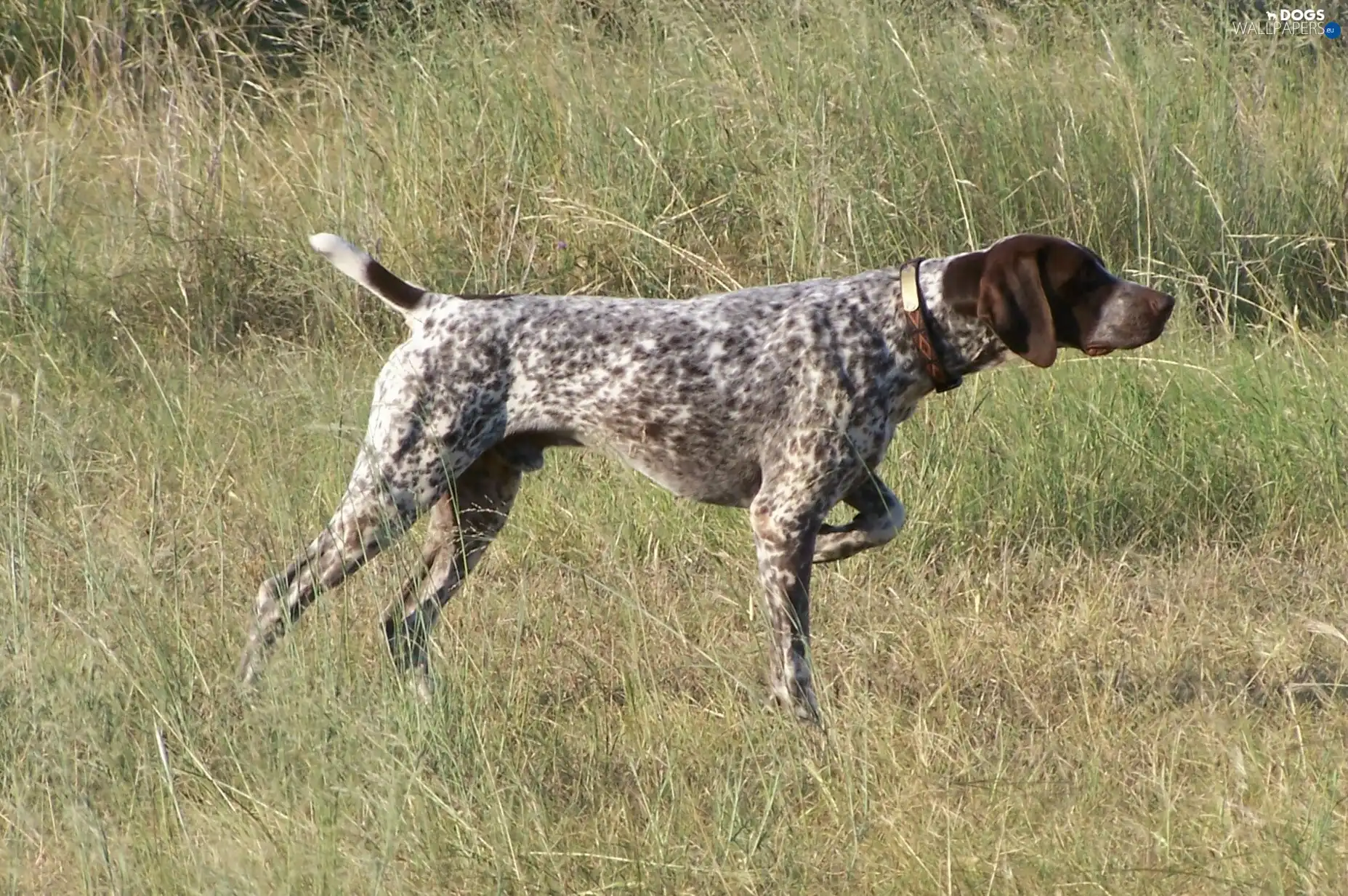 pointer