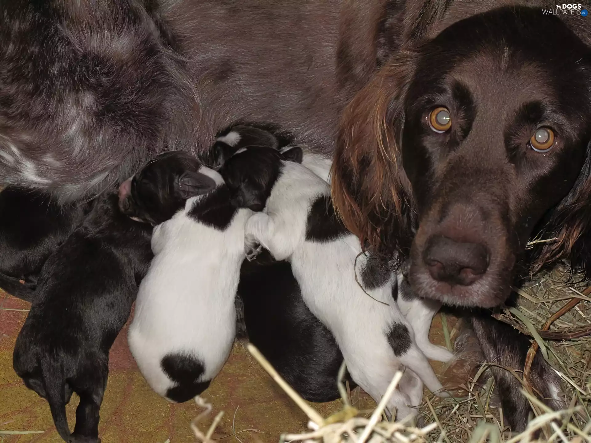 German long-haired Pointing Dog, bitch, puppies