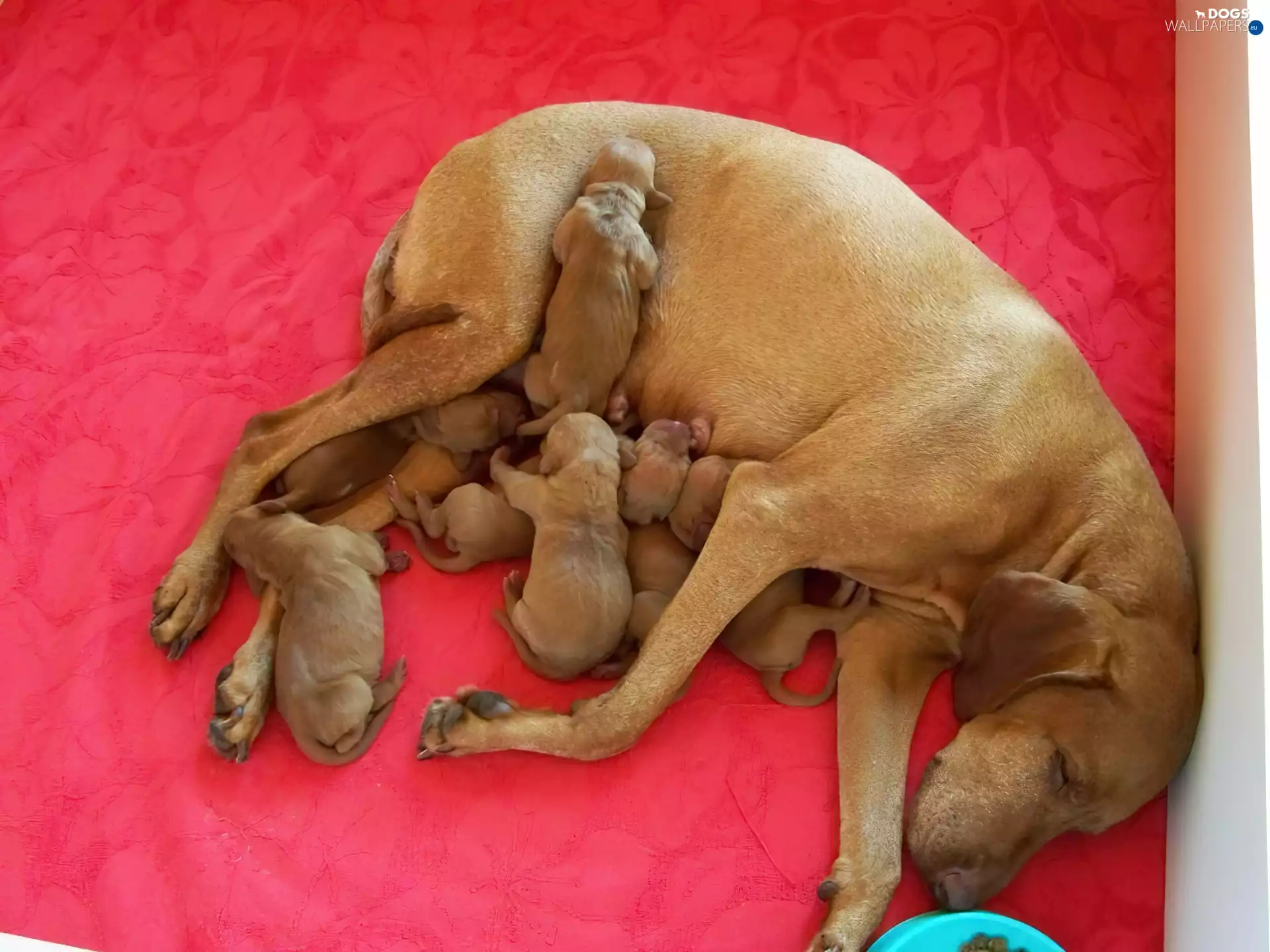 Hungarian short-haired Pointing Dog, bitch, puppies