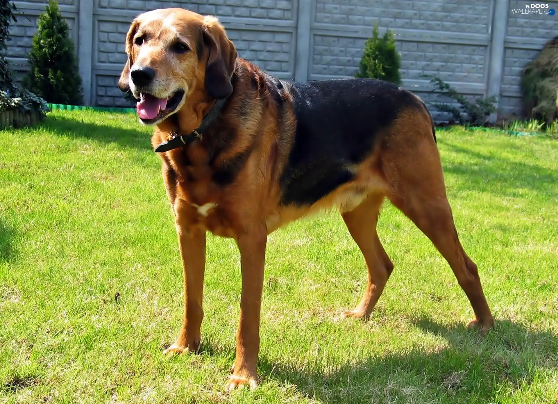 Chase, polish, Hound