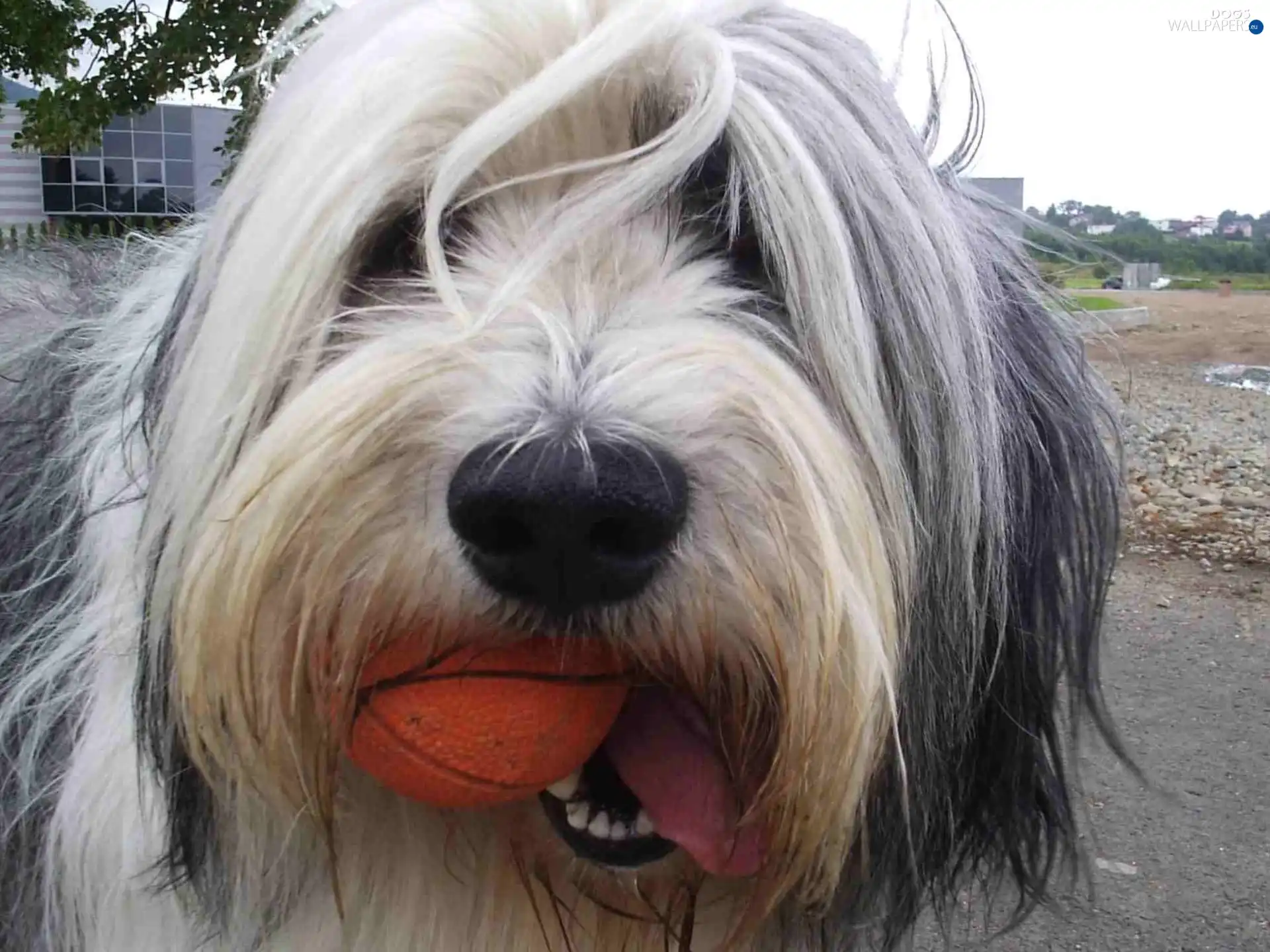 Polish lowland sheepdog, mouth