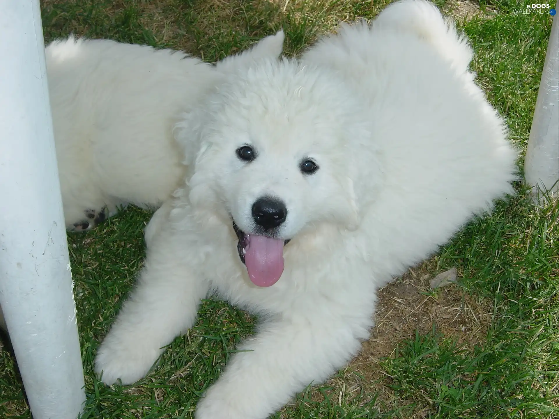 Polish Tatra sheepdog, muzzle