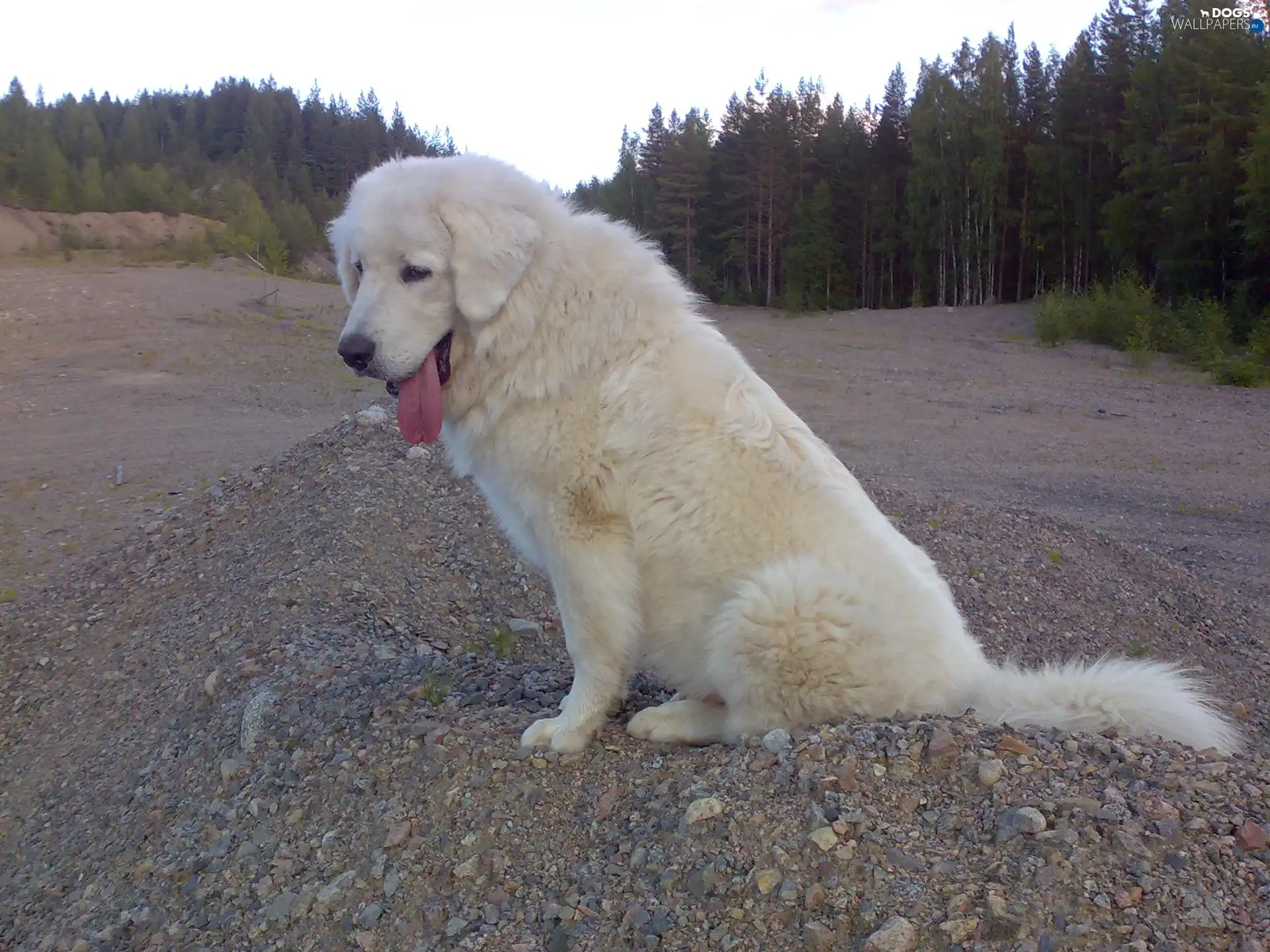 Polish Tatra Sheepdog, Tounge, White