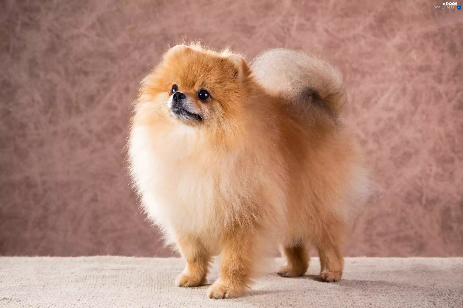fluffy, Toy Spitz, Pomeranian