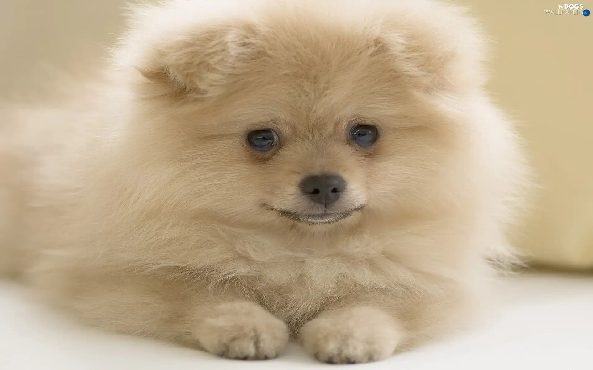 puppie, Pomeranian, fluffy