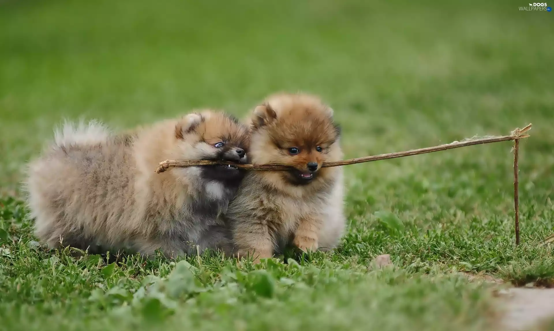 Pomeranians, puppies, stick, Miniature Spitz, Two cars, Meadow, play
