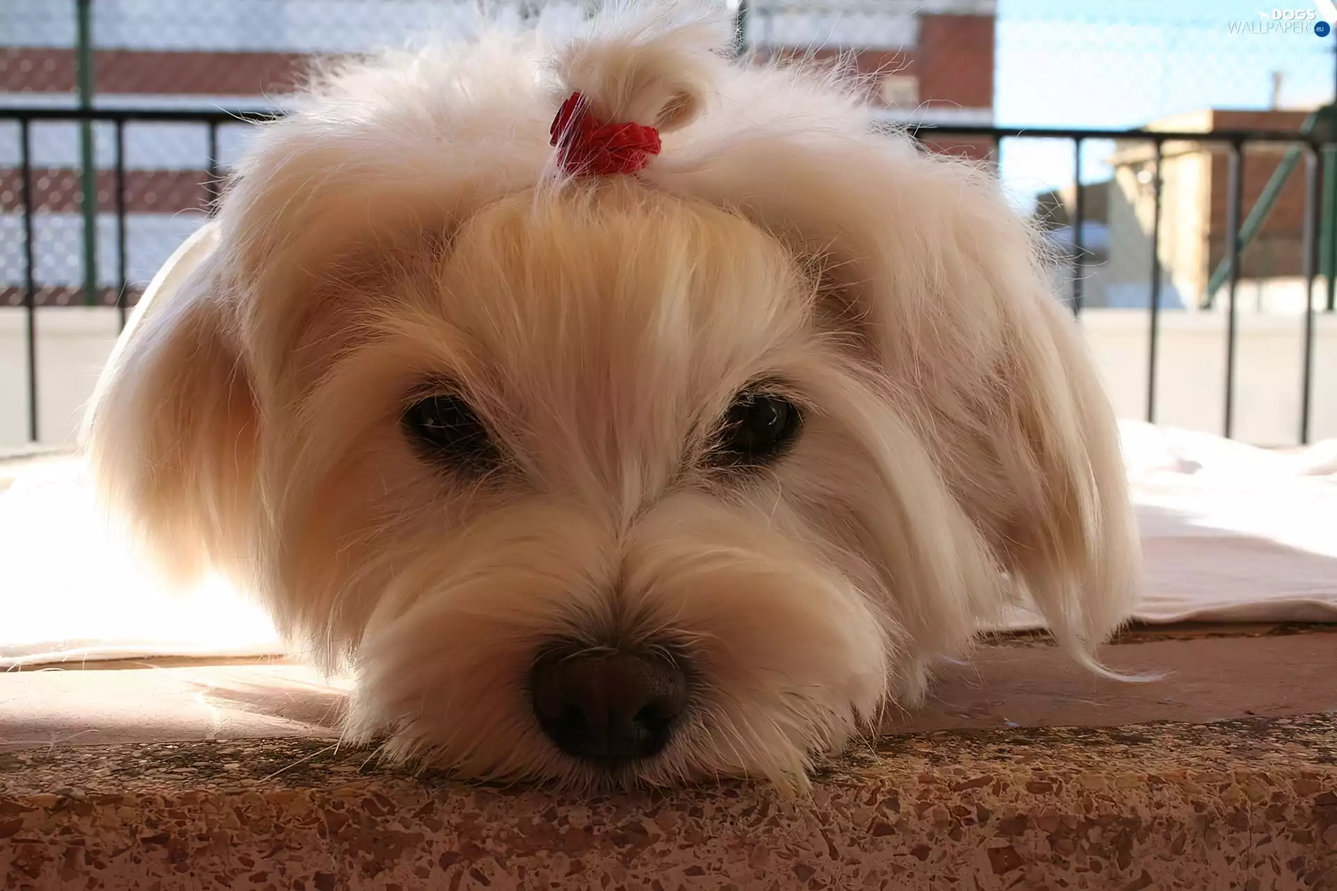 pony, Maltese, Head