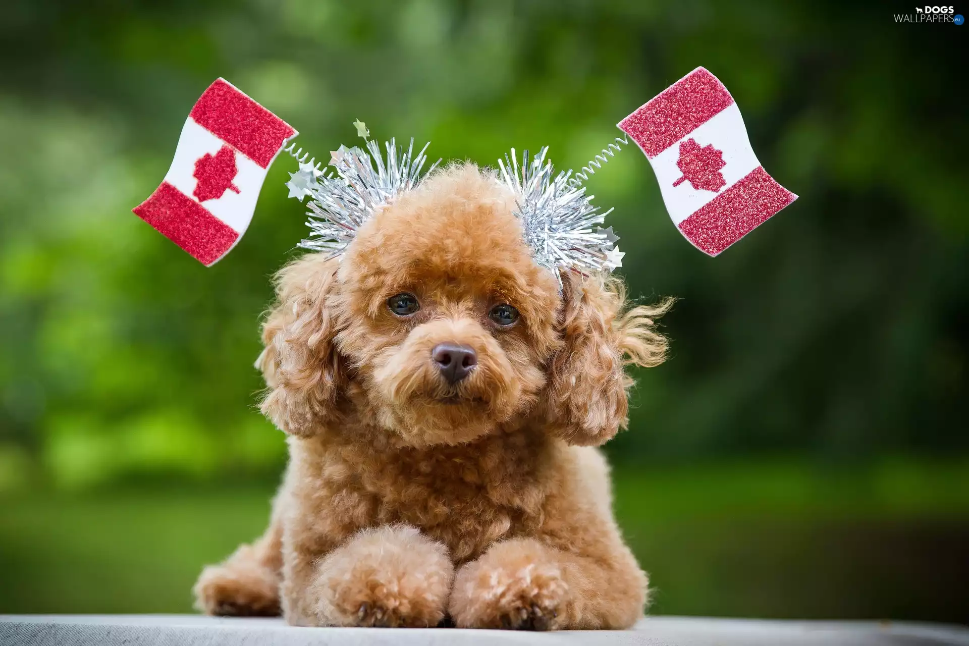 dog, flag, Canada, poodle