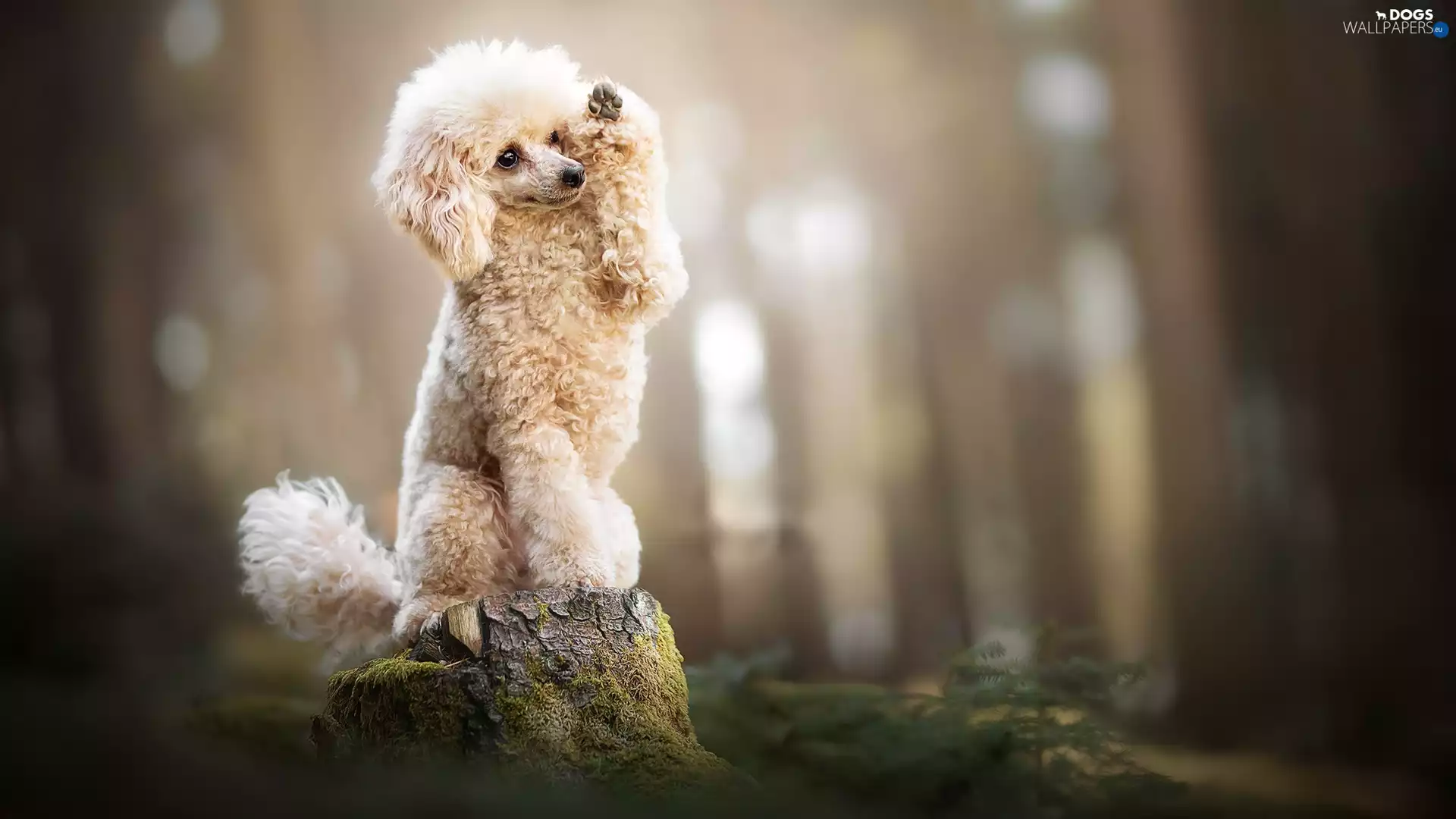 paw, stump, Miniature Poodle, The raised, dog