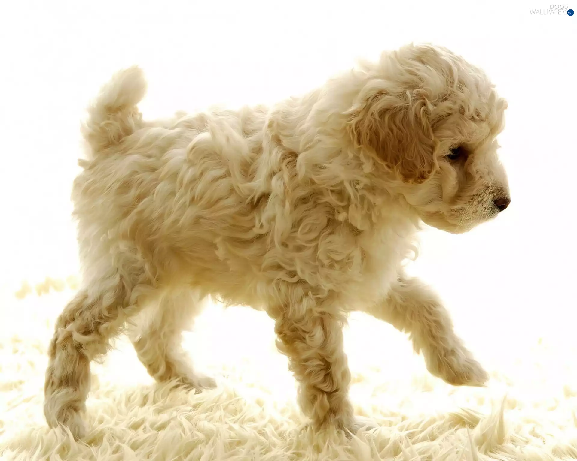 poodle, doggy, Puppy