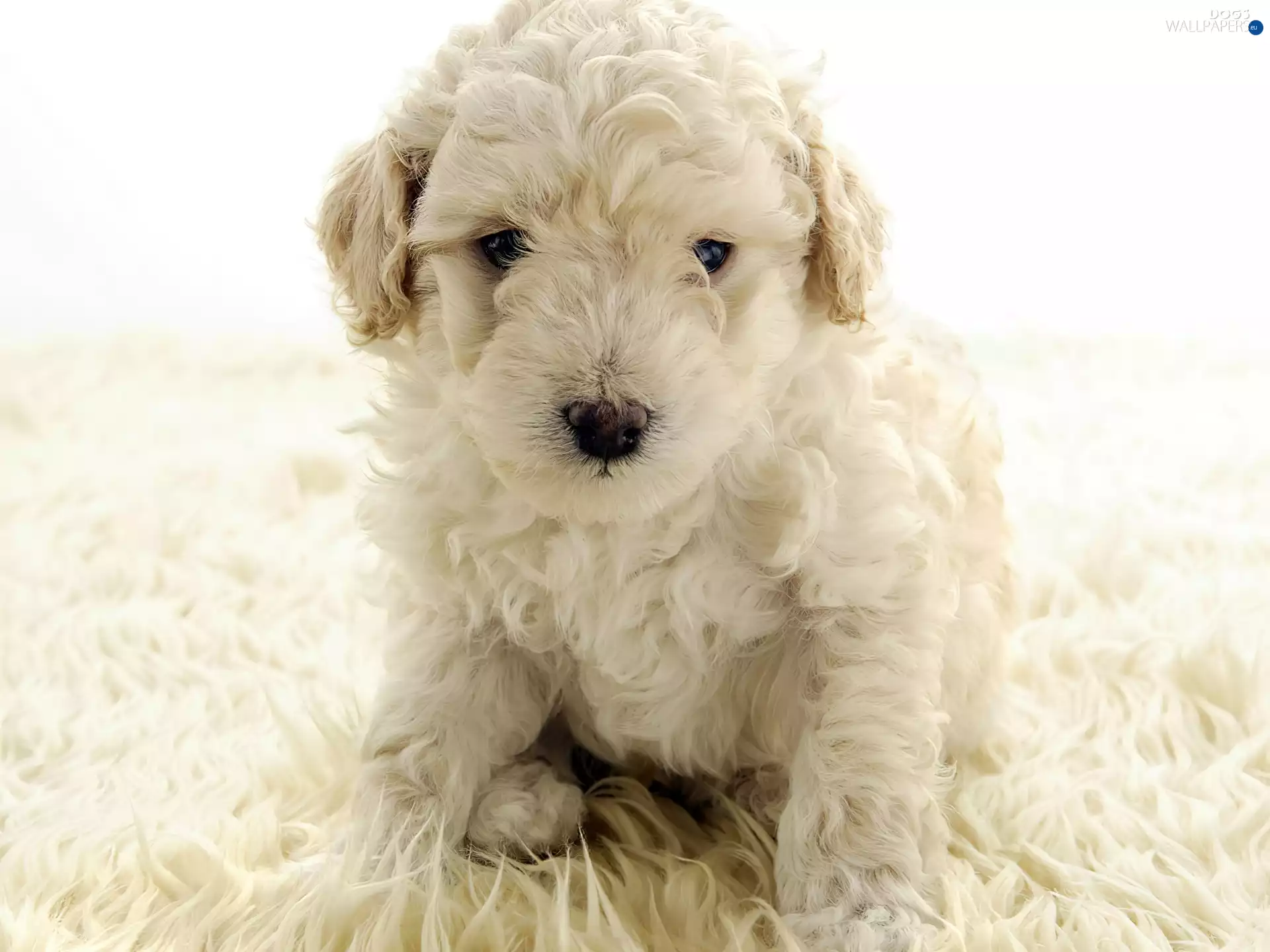 poodle, White, Puppy