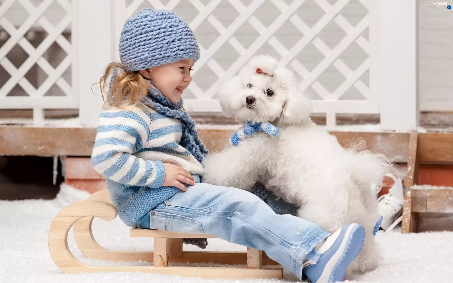 sledge, girl, Miniature Poodle