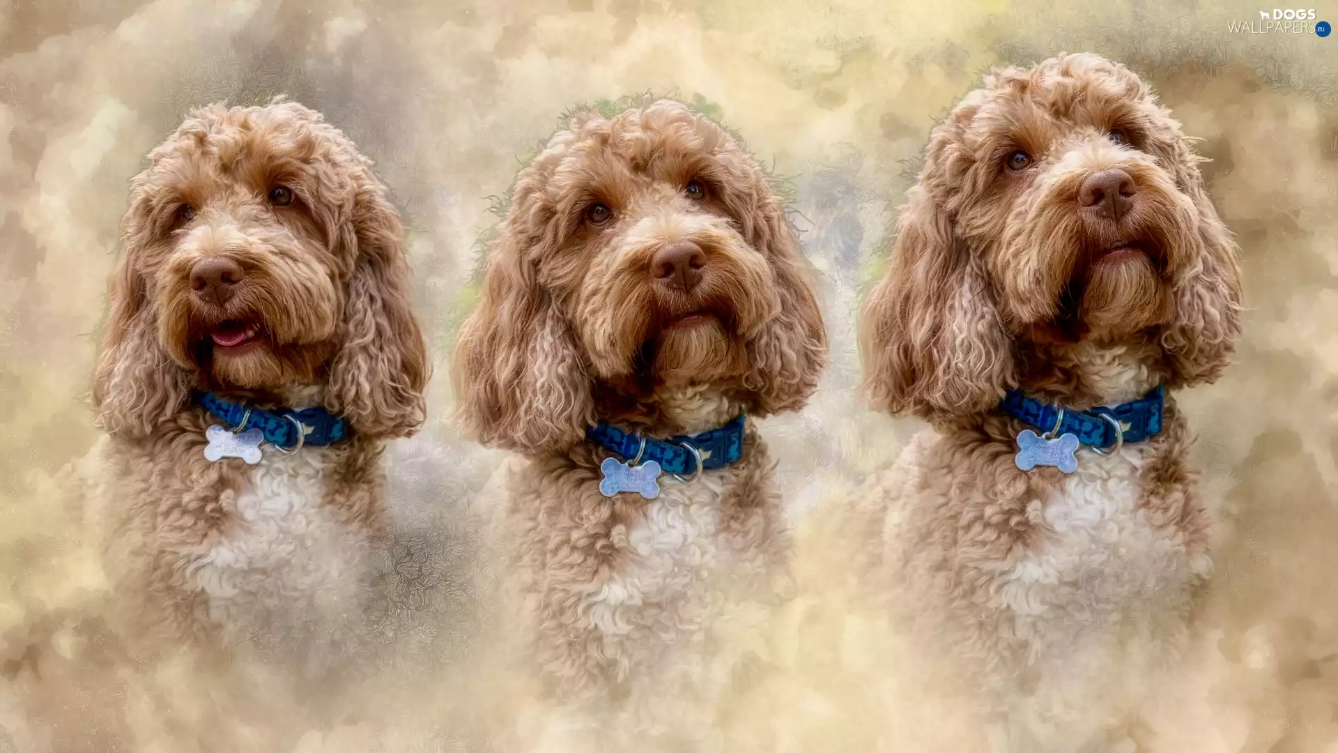 Dogs, graphics, collars, Poodles